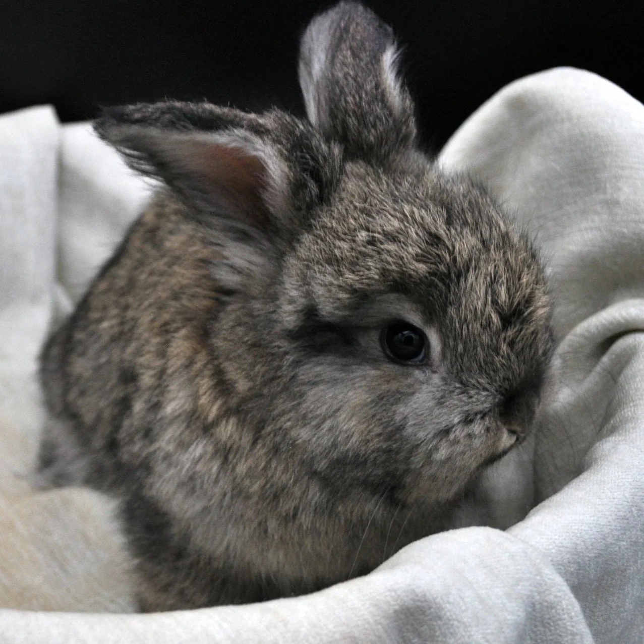 Chestnut Agouti English Angora Buck