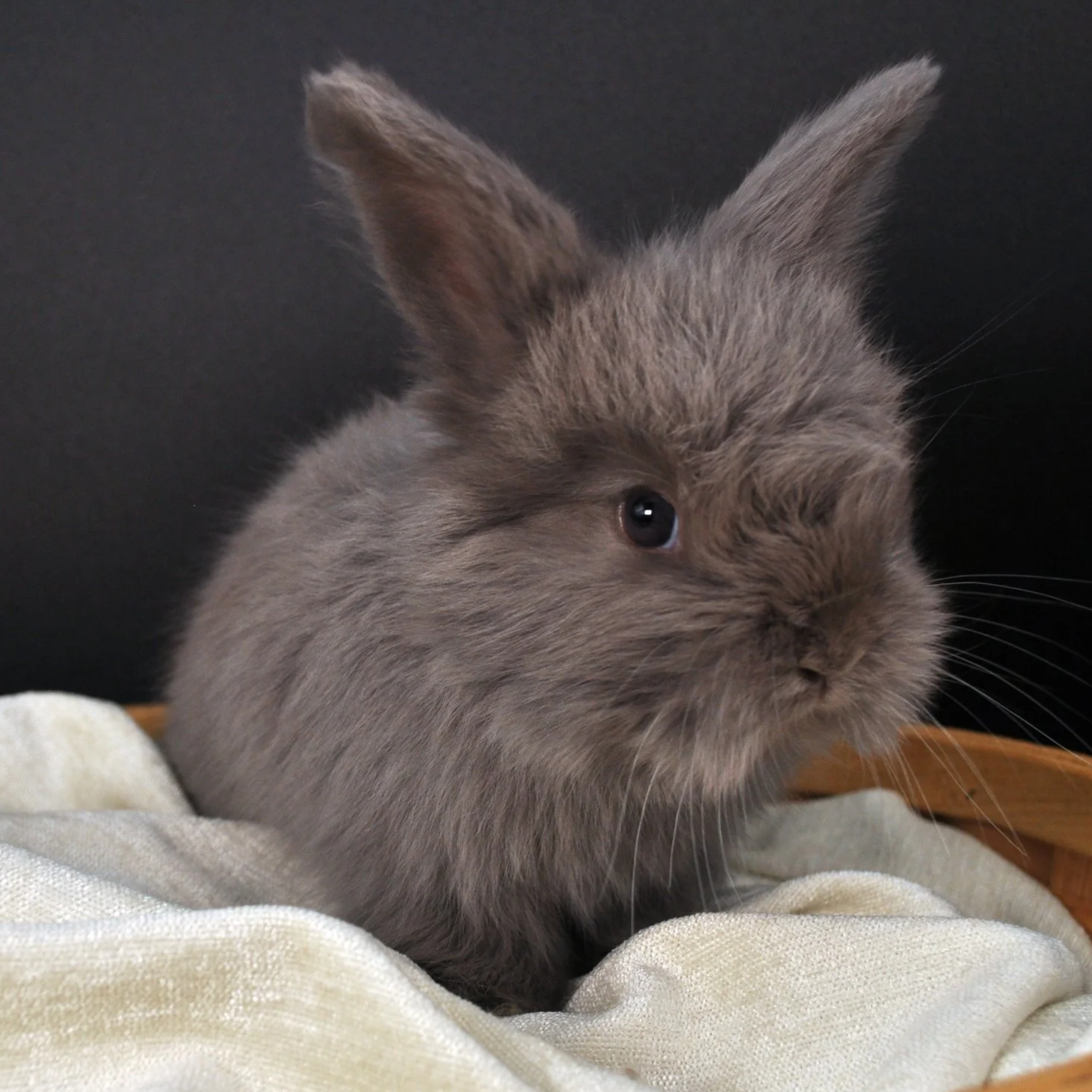 A fluffy gray rabbit with one ear bent and one ear upright sitting on a white cloth in a brown basket against a dark background.