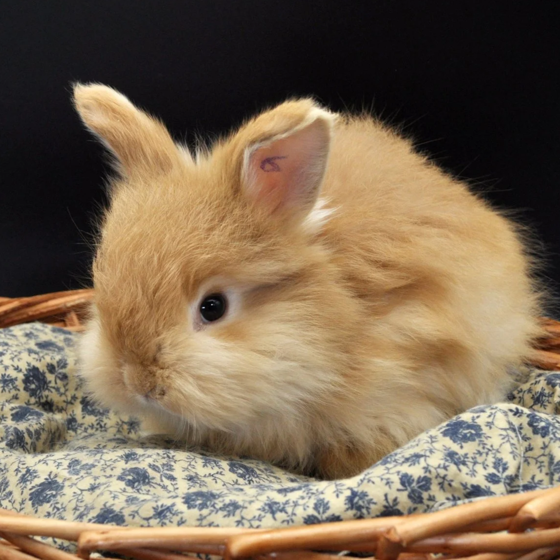 A cute, fluffy light brown baby rabbit with a marked ear, sitting on a floral patterned fabric in a wicker basket.