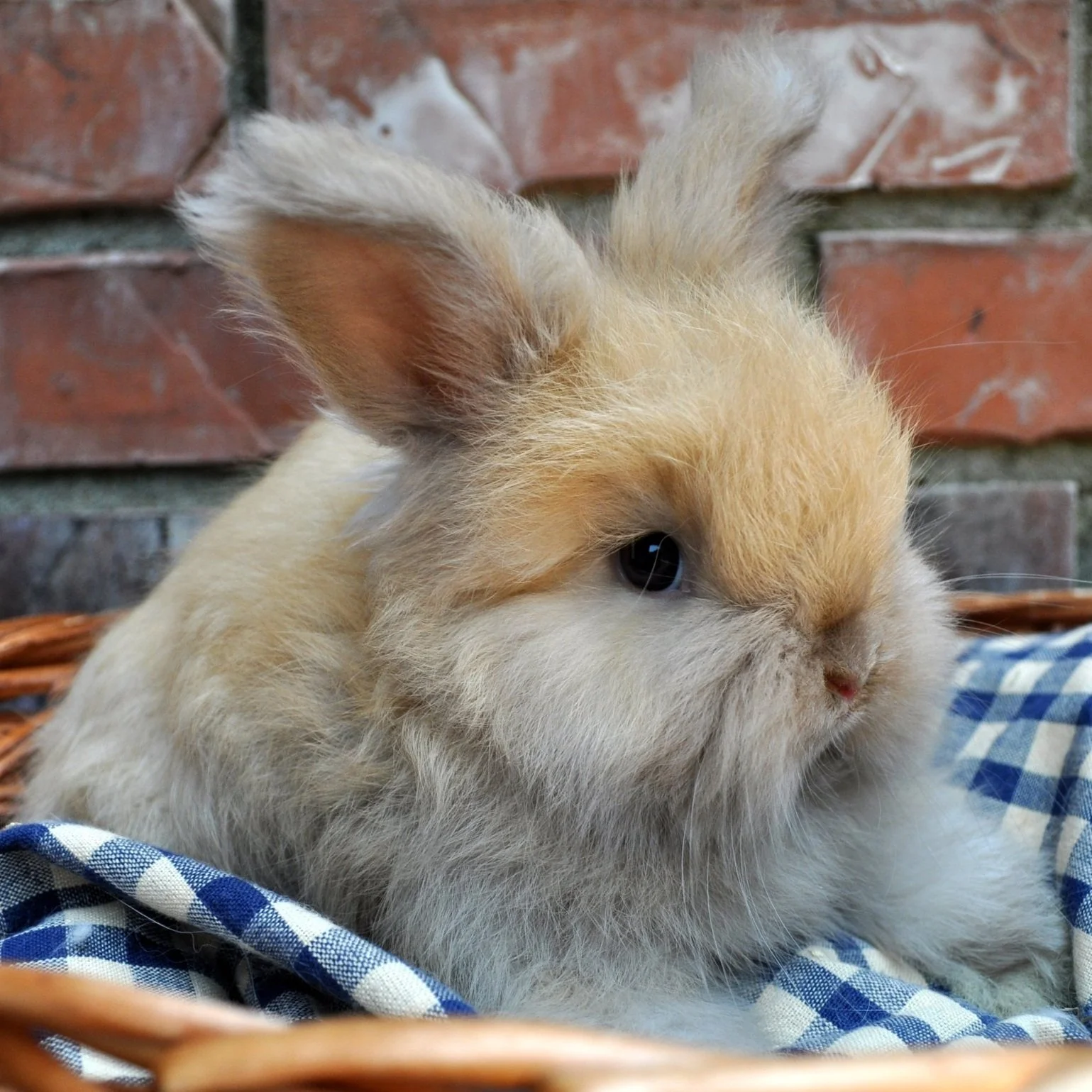 A fluffy light brown baby bunny with large ears, resting on a blue and white checkered cloth in a wicker basket, with a brick wall background.