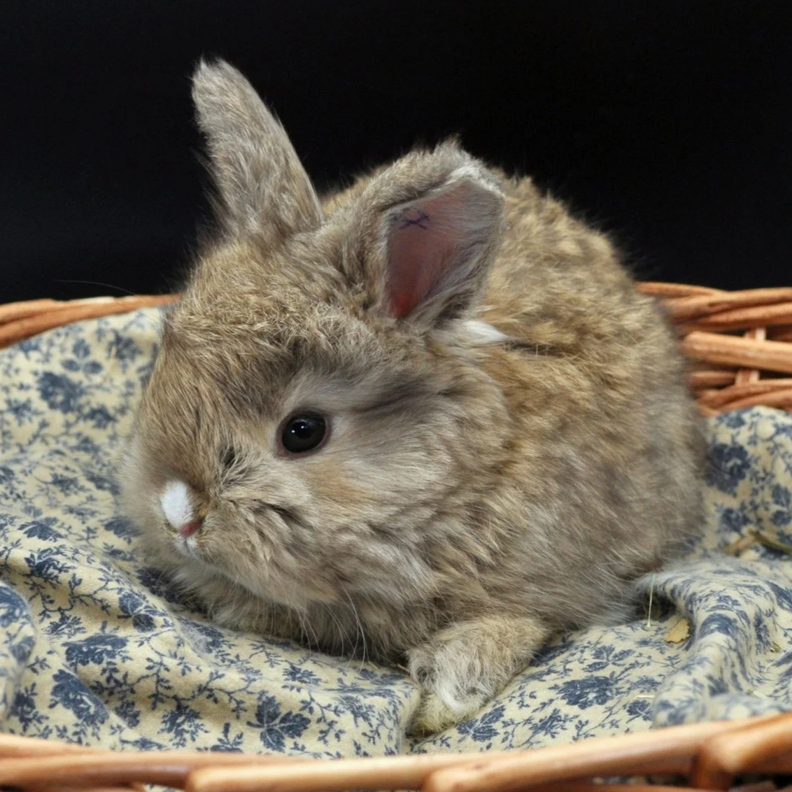 A small, fluffy brown rabbit with one eye winking, resting on a patterned cloth in a wicker basket.