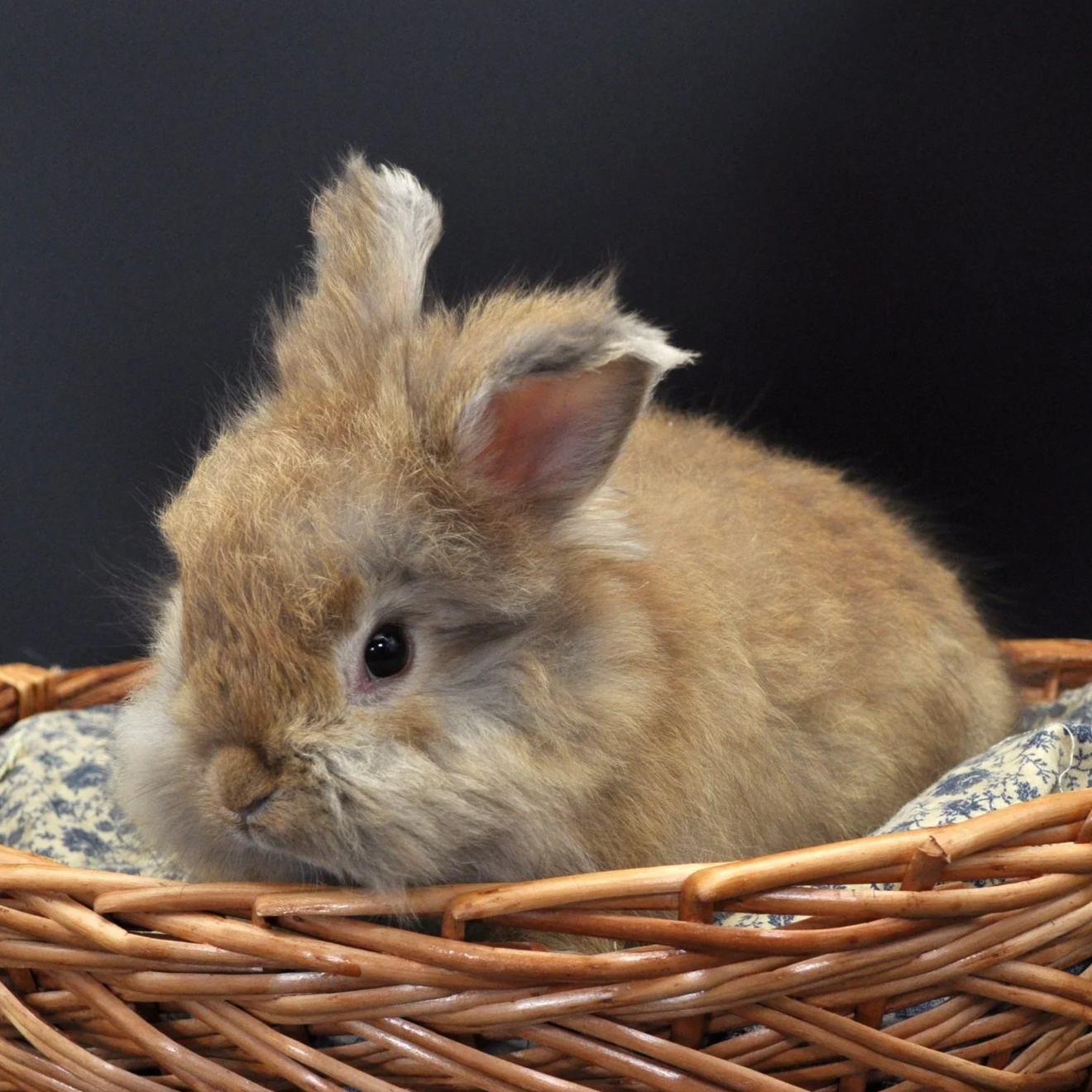 A fluffy light brown rabbit lying in a wicker basket with a blue and white fabric lining, against a black background.