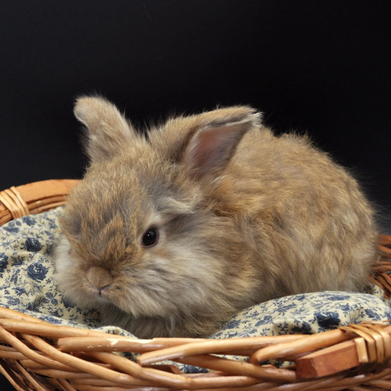 A fluffy brown rabbit lying in a wicker basket on patterned fabric, against a black background.