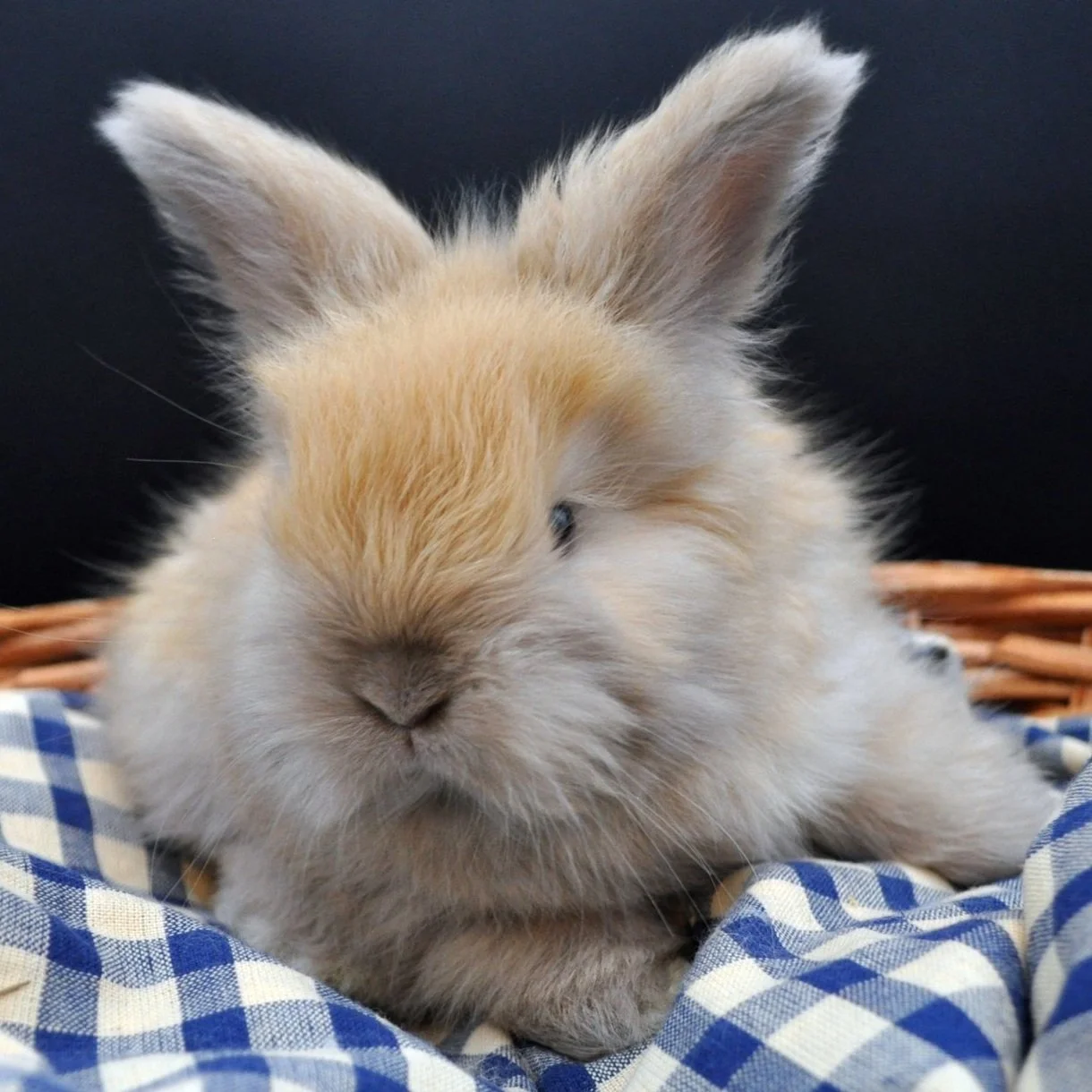 Blue tort English Angora rabbit, 4 weeks old, available from Stonefoot Farms, nestled in checkered blanket.