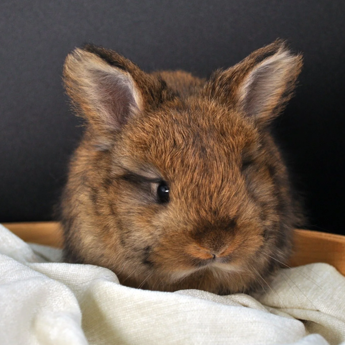 Brown baby rabbit with one eye slightly closed sitting on a light-colored cloth against a black background.