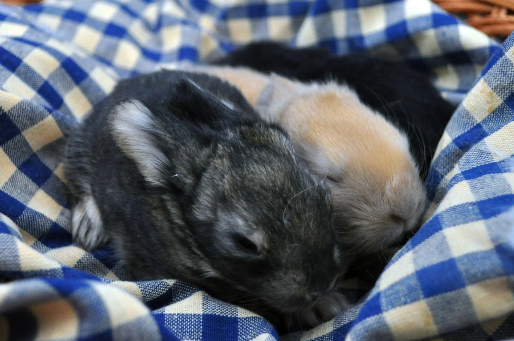 english-angora-baby-rabbits-chestnut-agouti-blue-tort-black-two-weeks-old.jpg.jpg