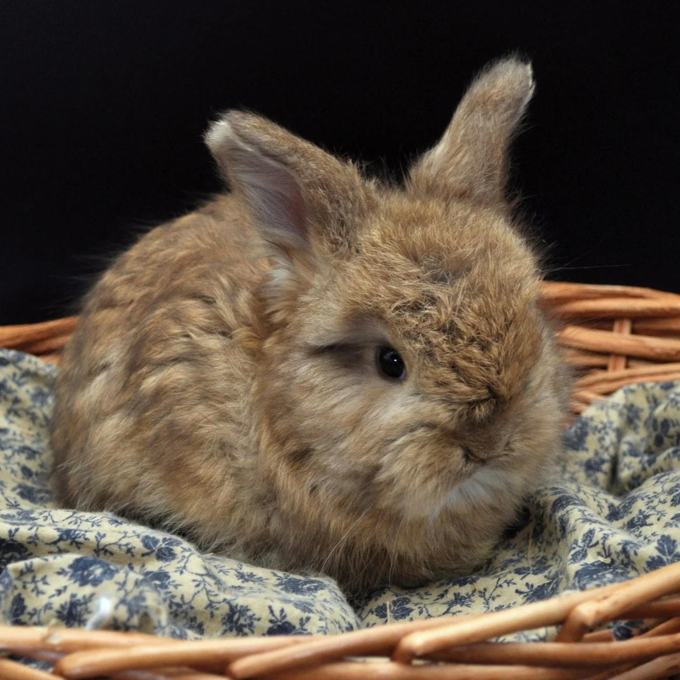 A small, fluffy brown rabbit sitting in a wicker basket on patterned fabric, with one eye open and one eye partially closed, against a black background.