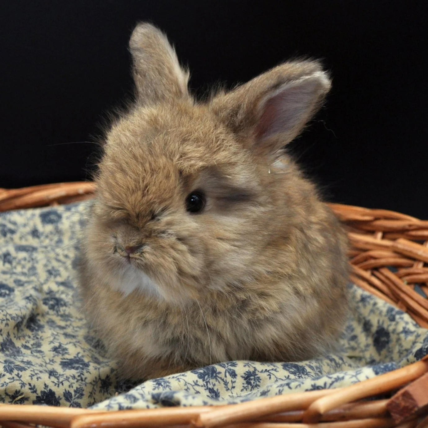 A cute brown fluffy rabbit with one eye closed, sitting in a wicker basket on a floral cloth.