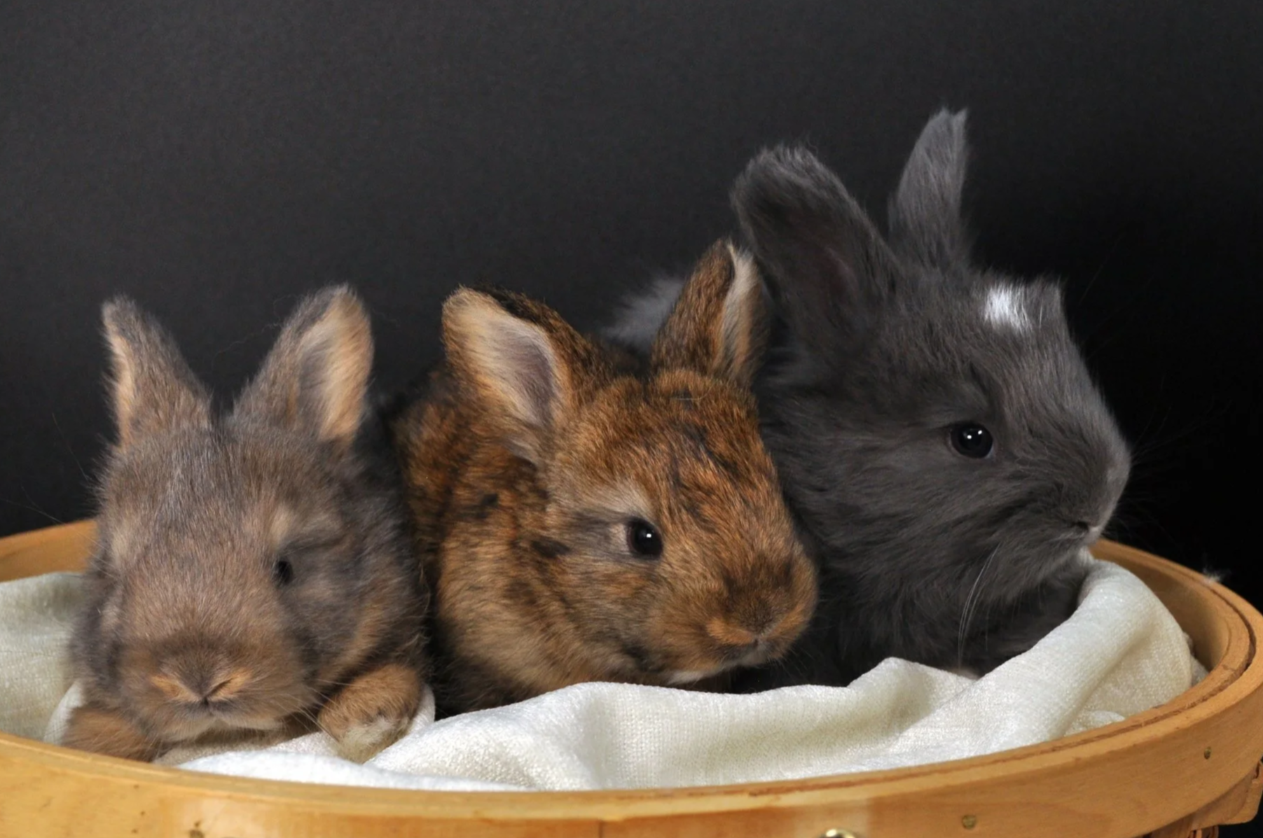 Buttercream 2025 3wk.png