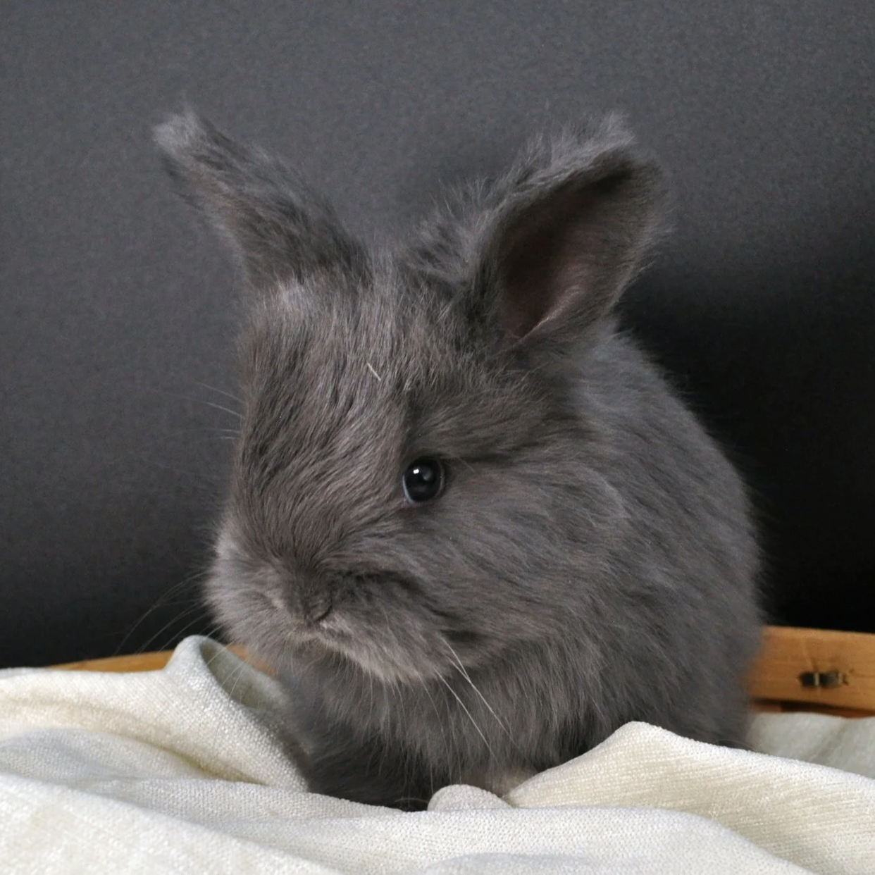 A gray rabbit with one ear upright and one ear flopped over, sitting on a light-colored fabric surface against a dark background.