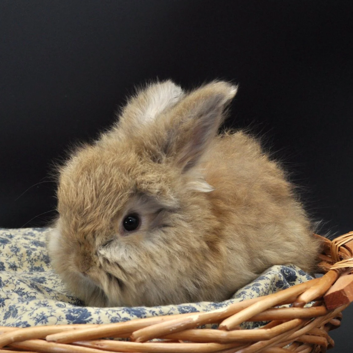 A small, fluffy brown rabbit with long ears sitting in a wicker basket lined with blue and white patterned fabric, against a black background.
