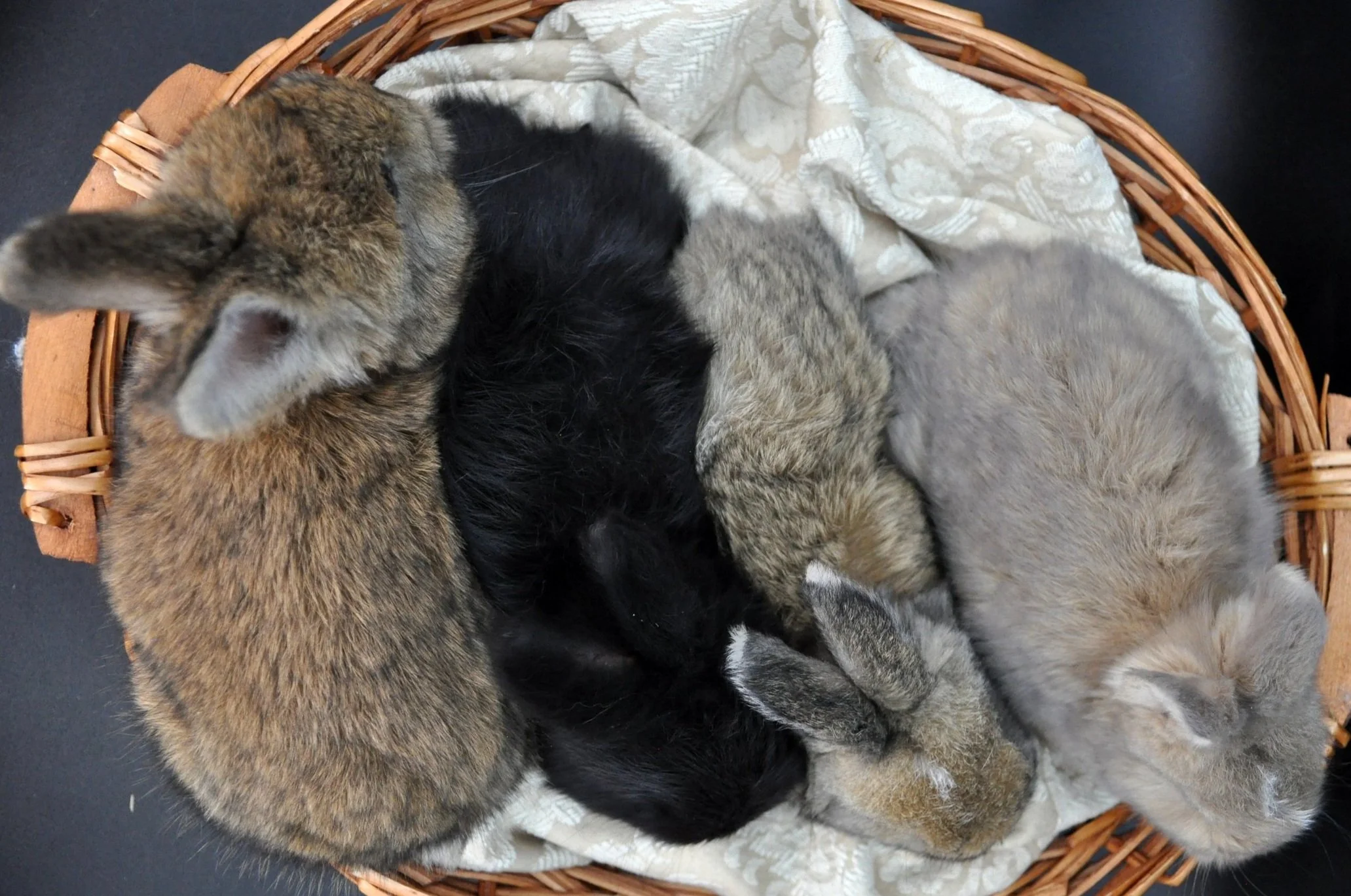 macaroon group 4wk.jpg