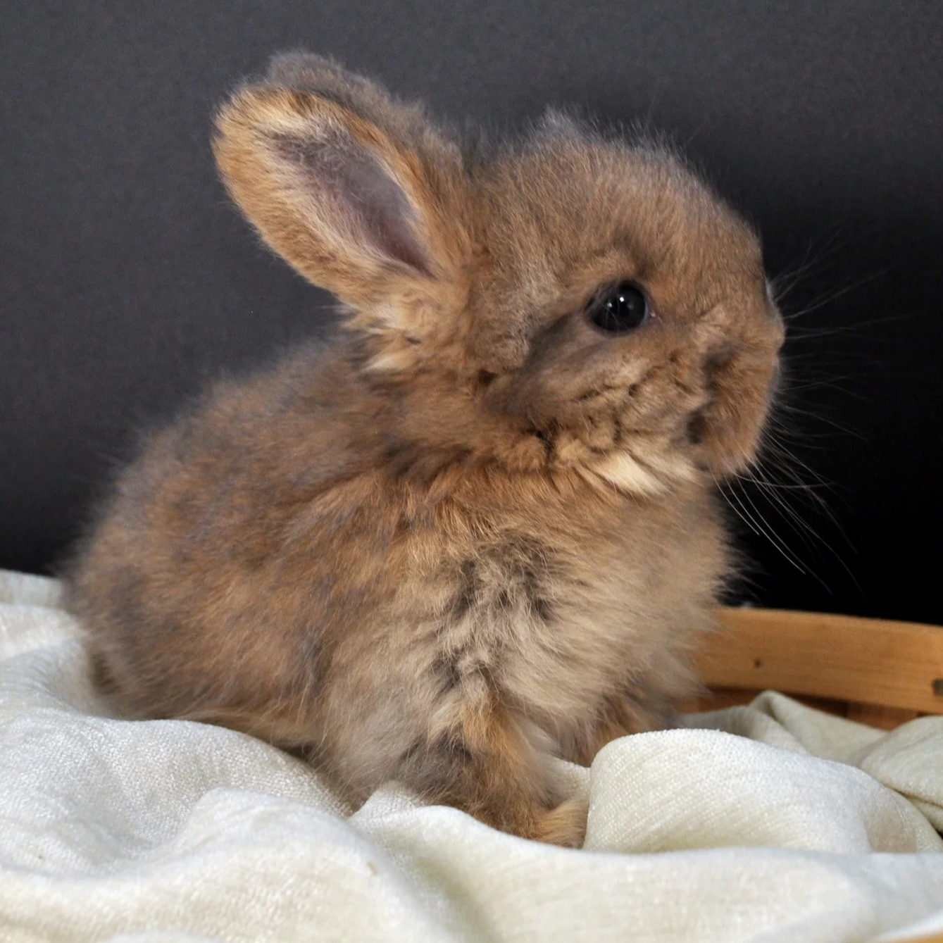 A small brown rabbit with a fluffy coat, large ears, and dark eyes sitting on a white cloth surface.