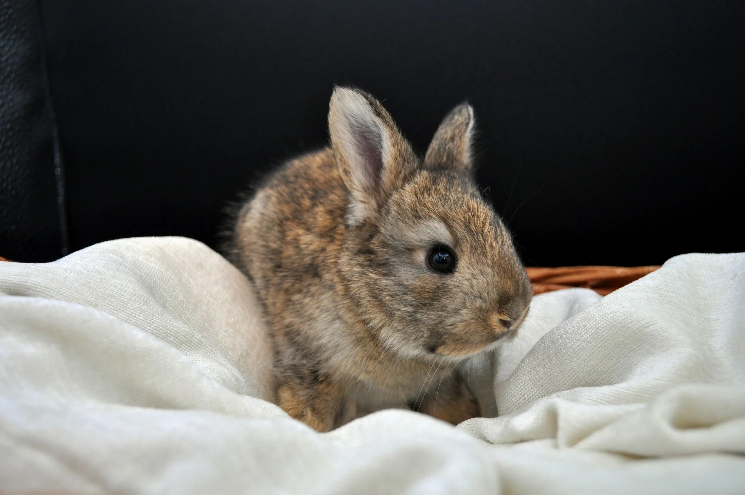 A baby bunny with brown fur and black eyes on a white fabric with a black background.