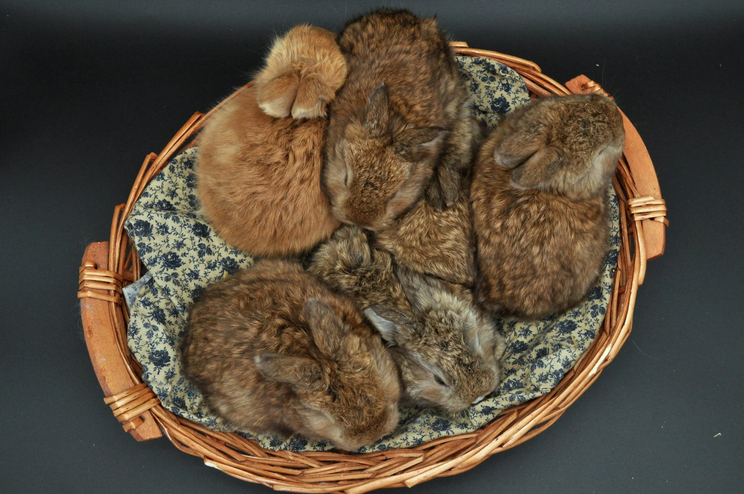 Six brown baby rabbits sleeping in a wicker basket lined with patterned fabric.