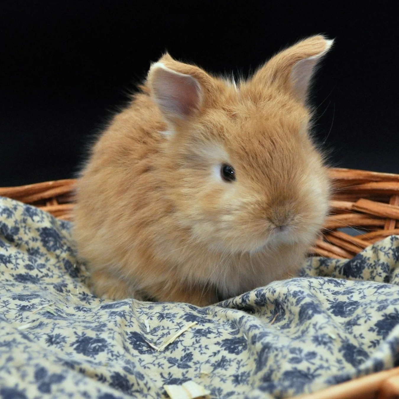 A small, fluffy, orange baby bunny sitting on a patterned cloth in a wicker basket.