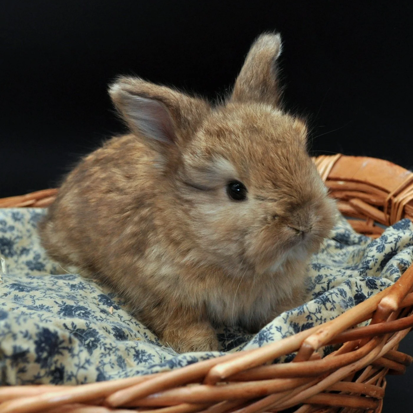 A small brown rabbit sitting in a wicker basket with blue floral fabric lining.