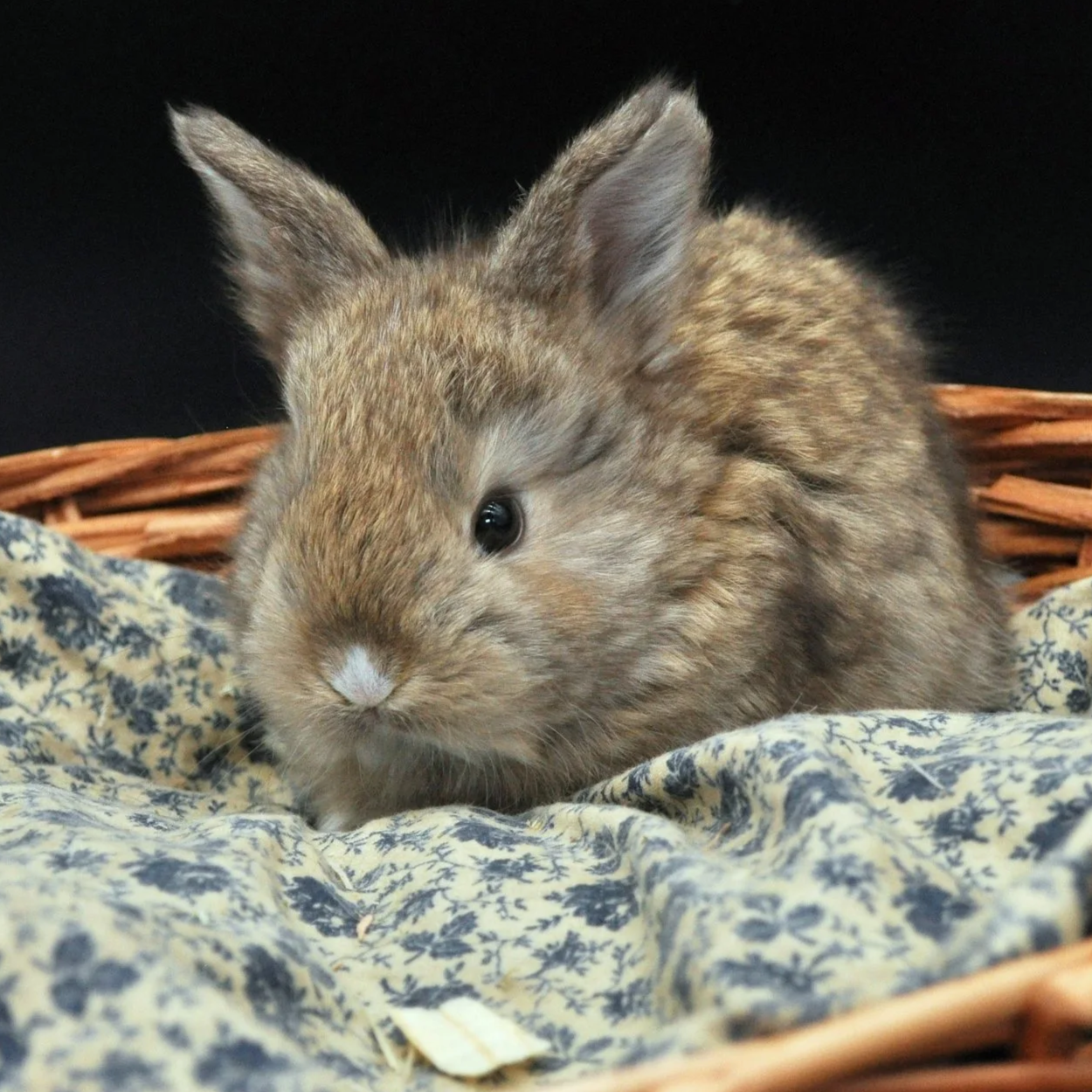 A small brown rabbit resting on a blue and white patterned cloth inside a wicker basket.