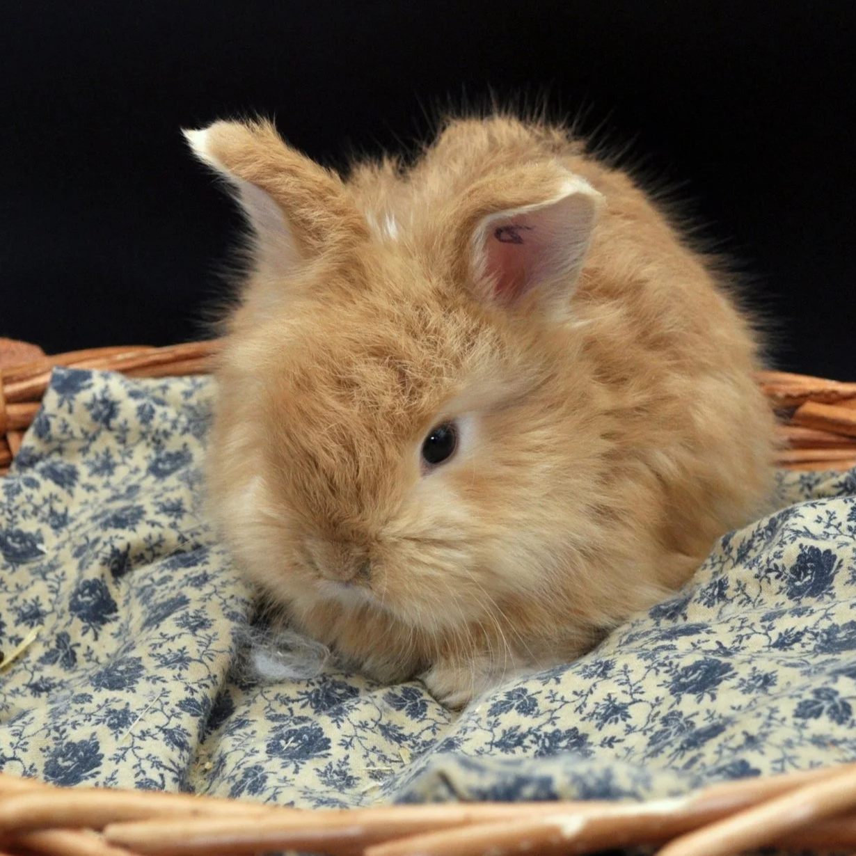 A fluffy, light brown rabbit with dark eyes resting on a blue and white patterned cloth inside a wicker basket.