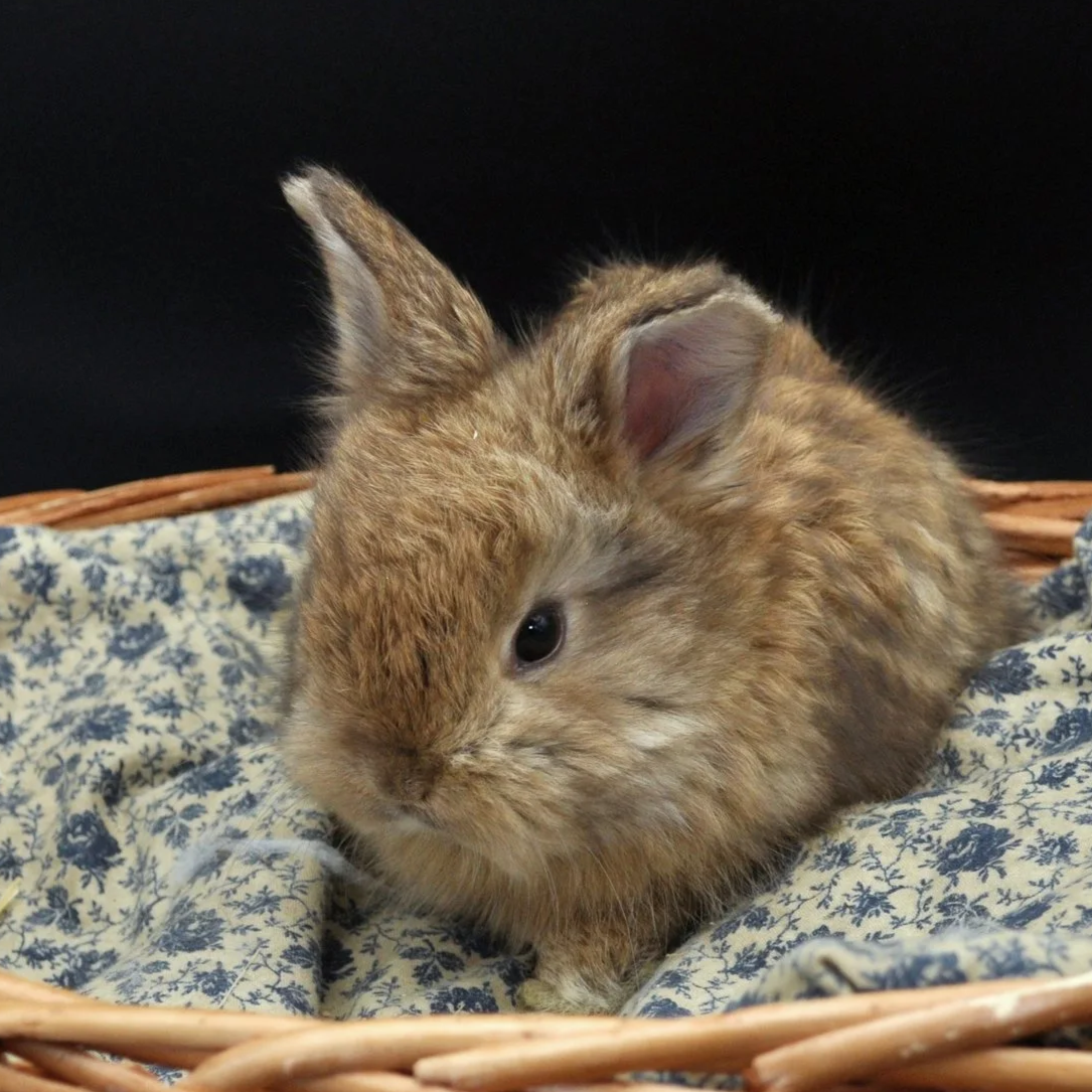A small brown bunny resting on a blue and white floral-patterned fabric in a wicker basket.