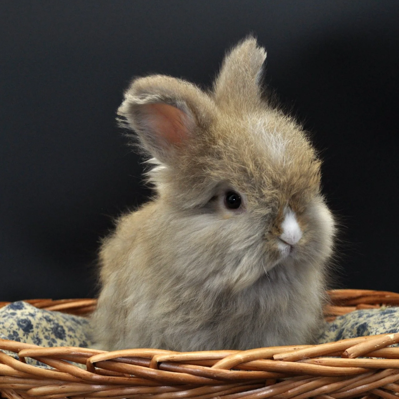 A small, fluffy bunny with light brown fur sitting in a woven basket with fabric lining, against a dark background.