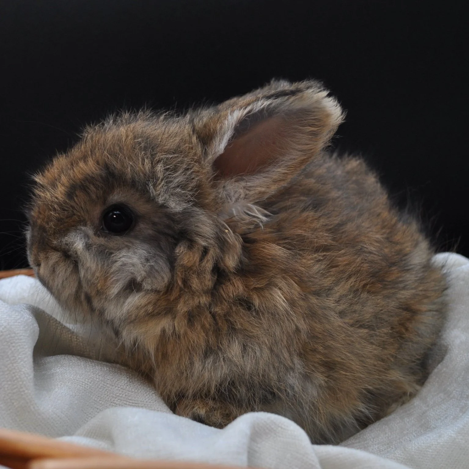 A 5-week-old Copper English Angora rabbit with a rich blend of reddish-brown fur, peeking over the edge of a basket on a white cloth, set against a dark, contrasting background