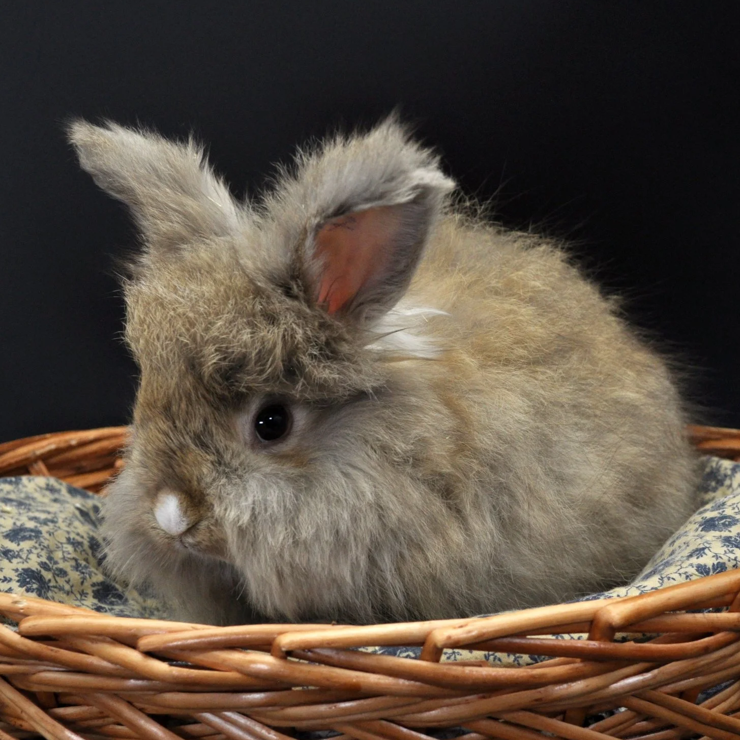 A fluffy brown rabbit sitting in a wicker basket with a floral cloth lining, against a dark background.