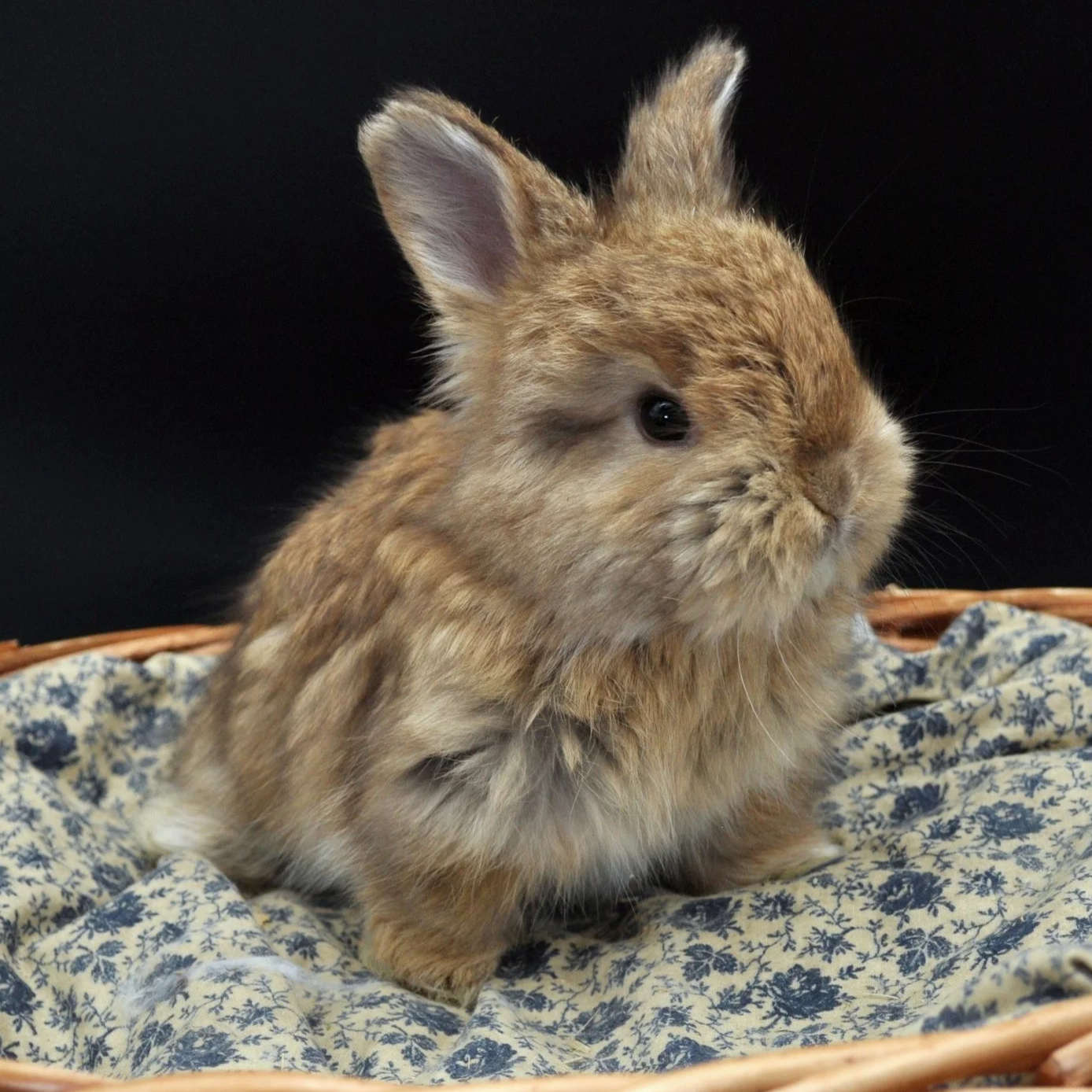 A small, fluffy brown rabbit sitting on a decorative cloth in a wicker basket against a black background.