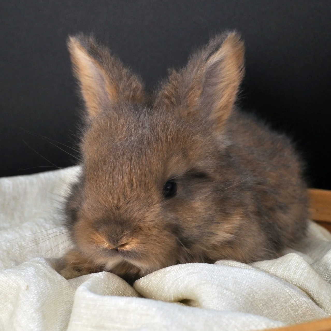 A small, fluffy brown rabbit lying on a soft, cream-colored fabric with a dark background.