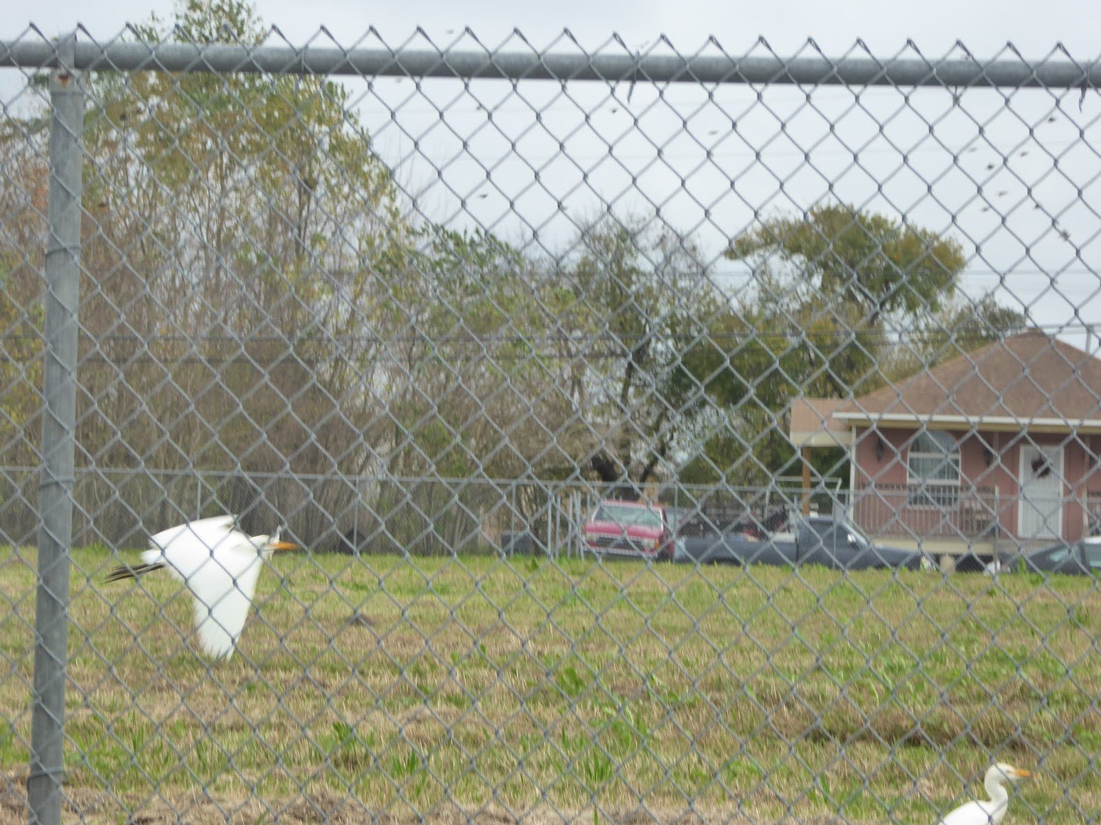  A renewed home with vacant lot and egrets    