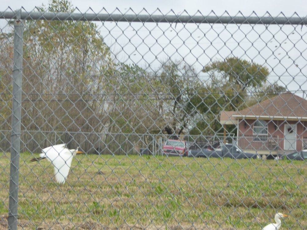  A renewed home with vacant lot and egrets    