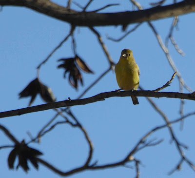  Lesser Goldfinch, winter plumage, not seeming so brilliant 