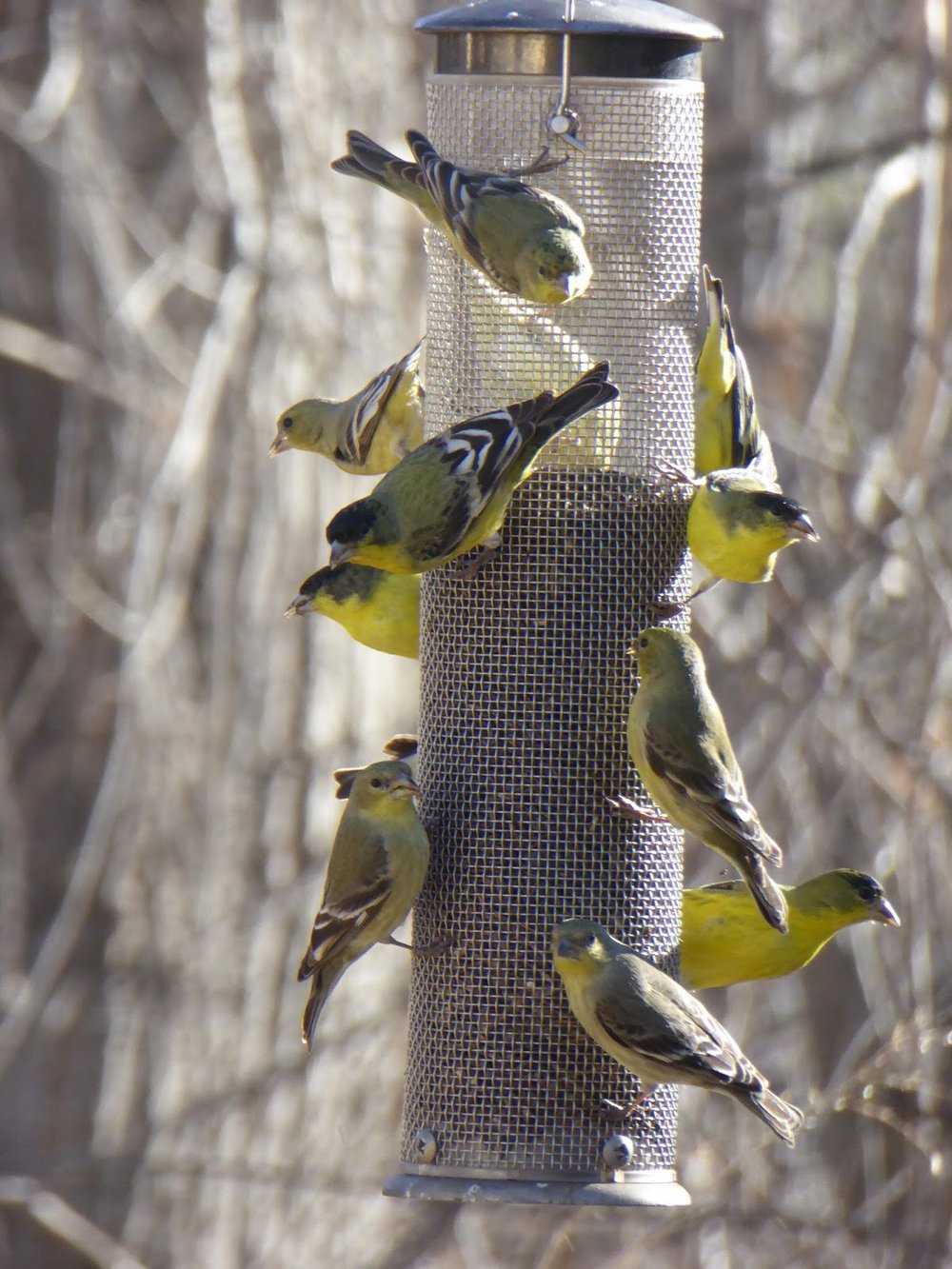  Lesser Goldfinch, winter plumage, males and females    