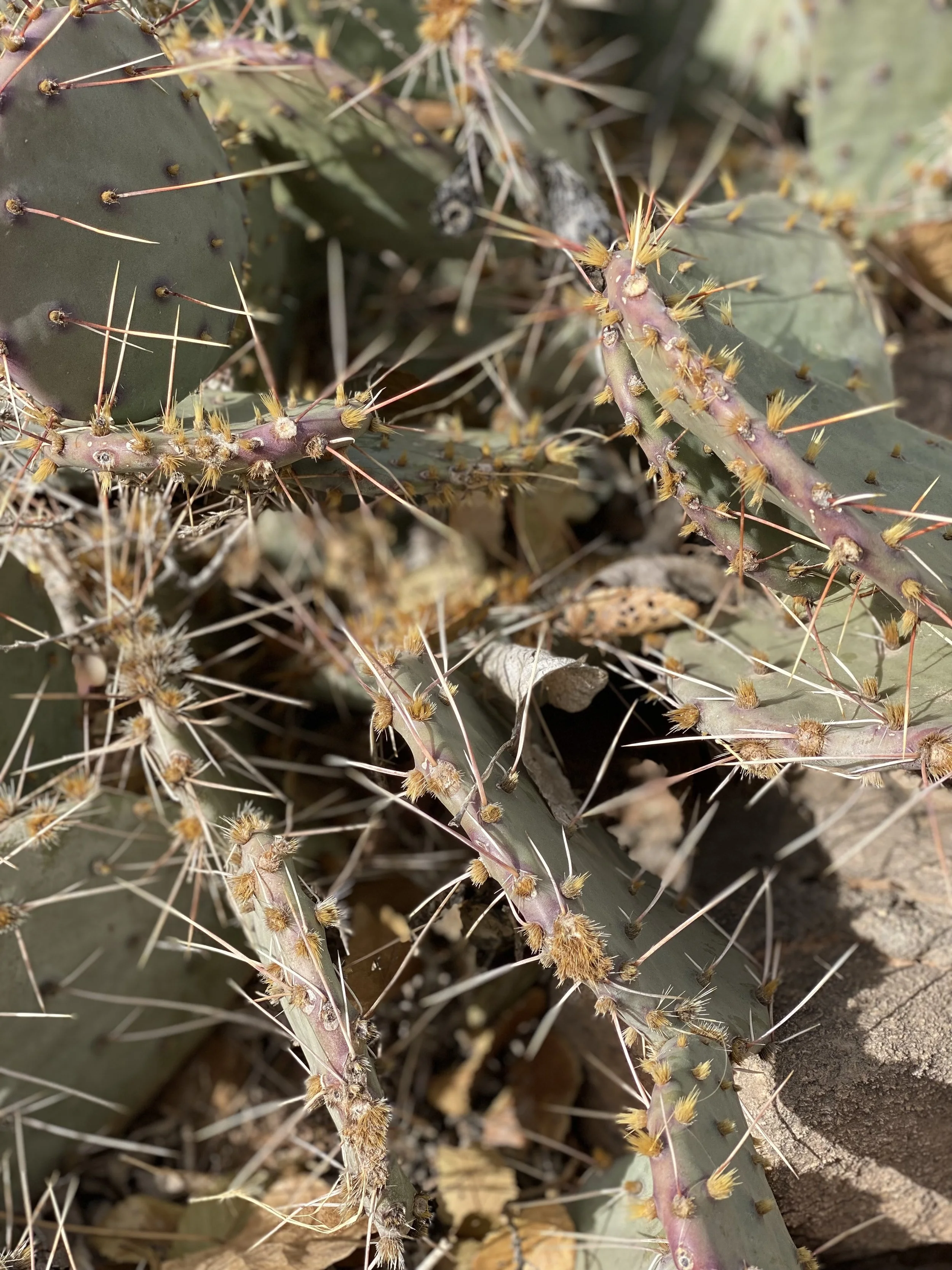Cactus