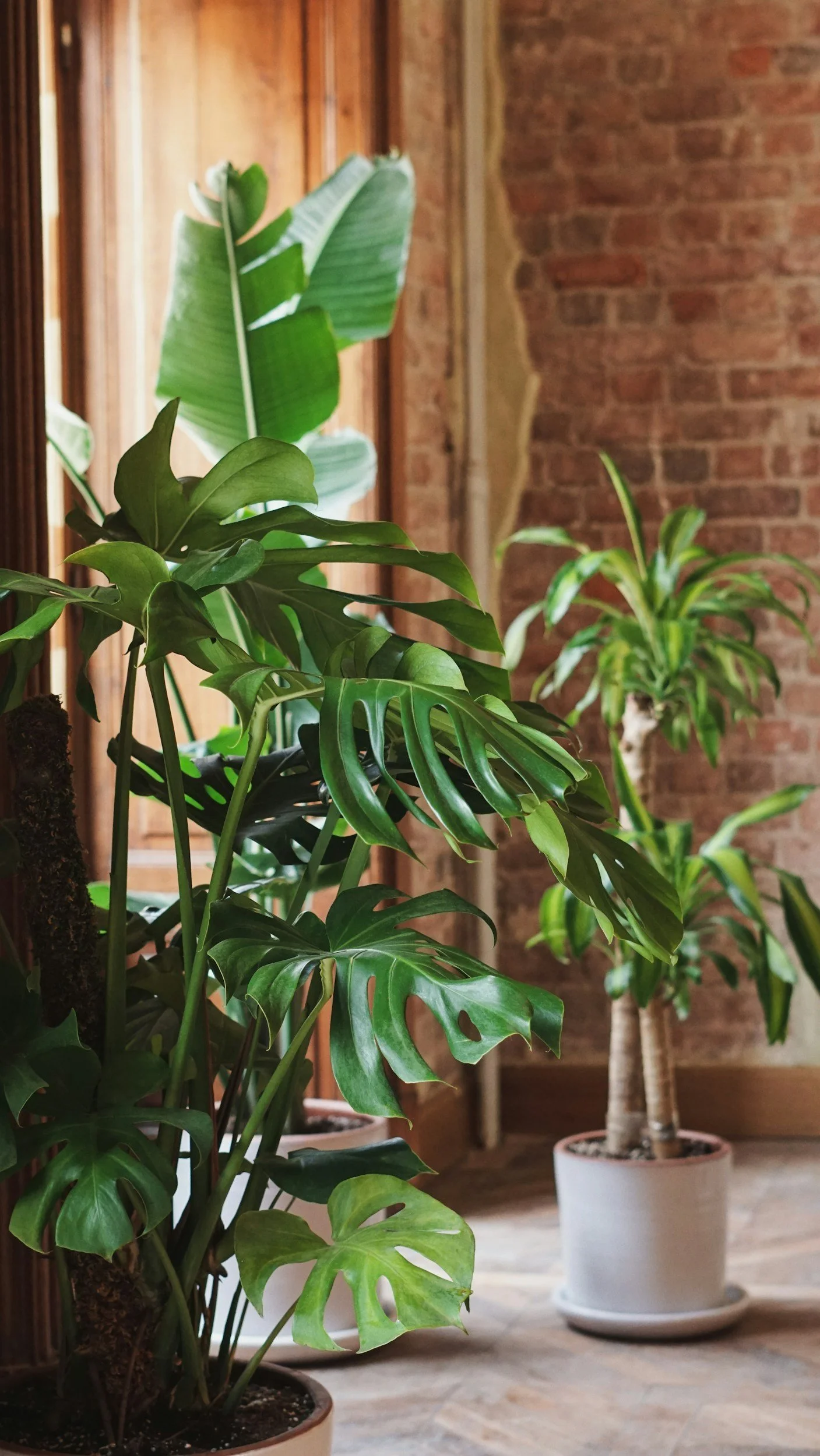 Indoor space with potted green tropical plants, including Monstera and Dracaena, against a background of wooden paneling and exposed brick wall.
