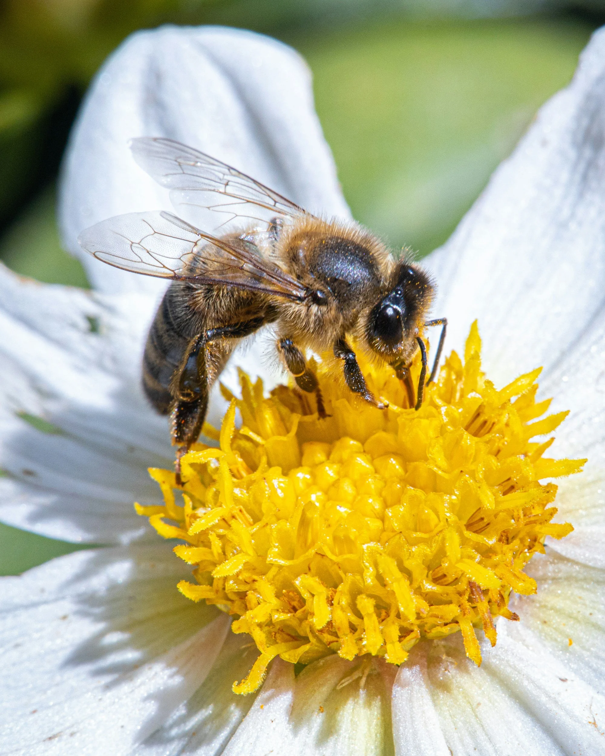 Bee sitting on a white flower to represent connectedness