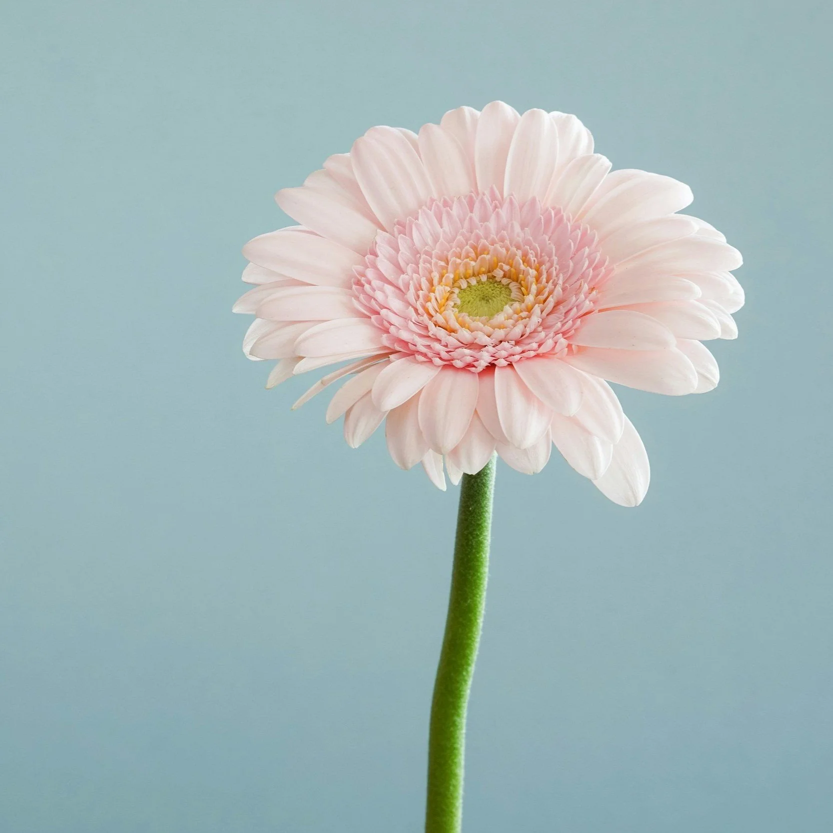Single pink flower to represent grace