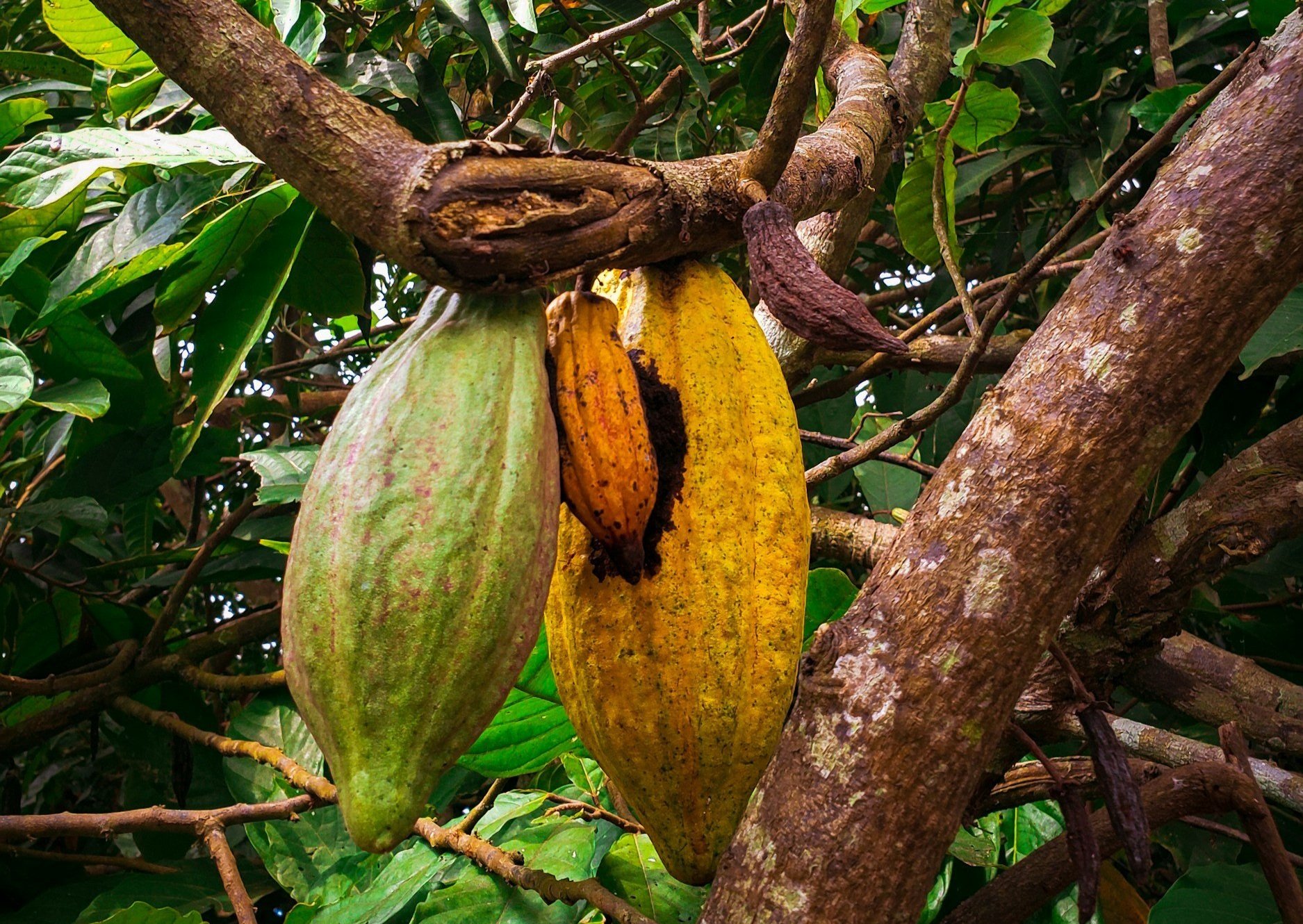 le coût de fabrication du chocolat