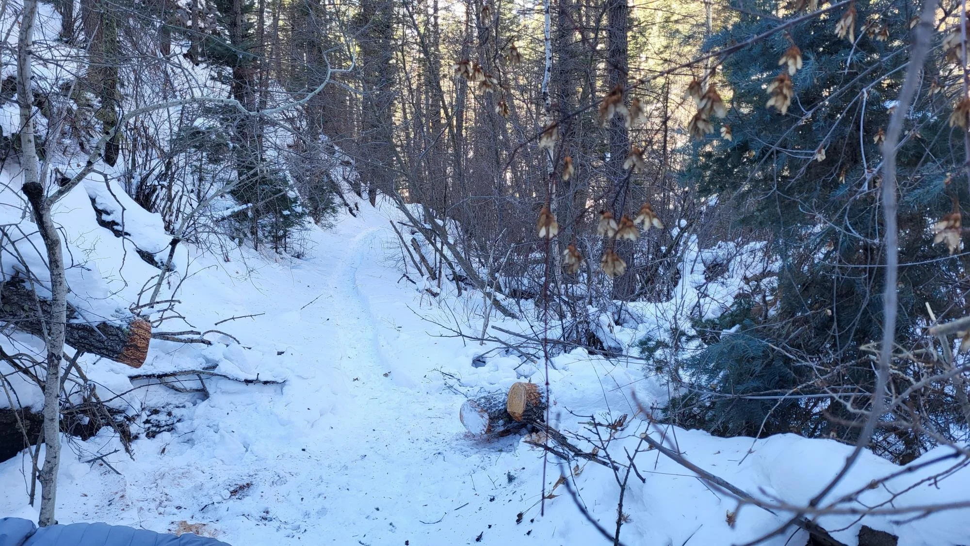 Winsor Trail Tree # 1 after sawing & removal