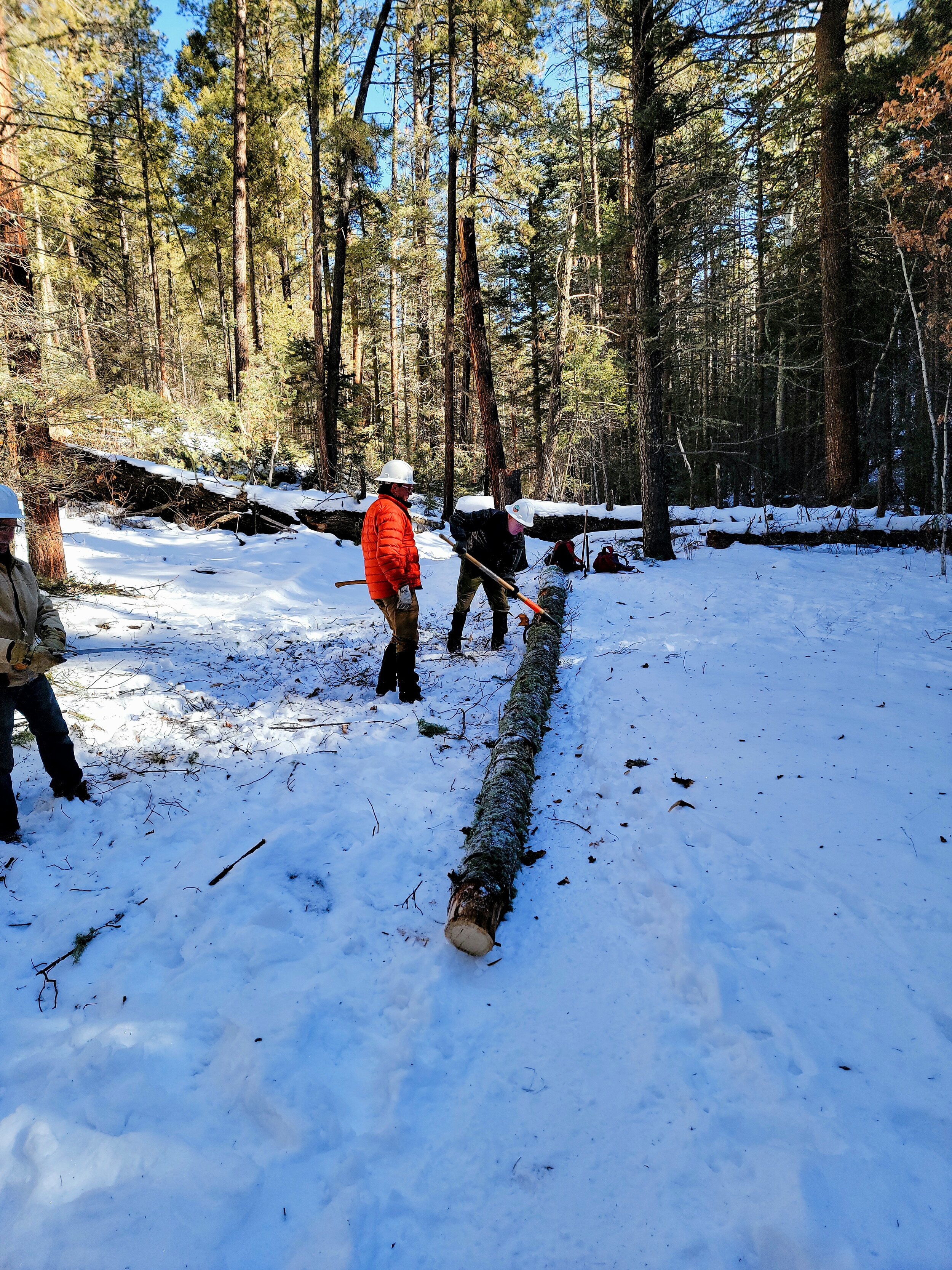 Saw team rolls large tree off Winsor Trail