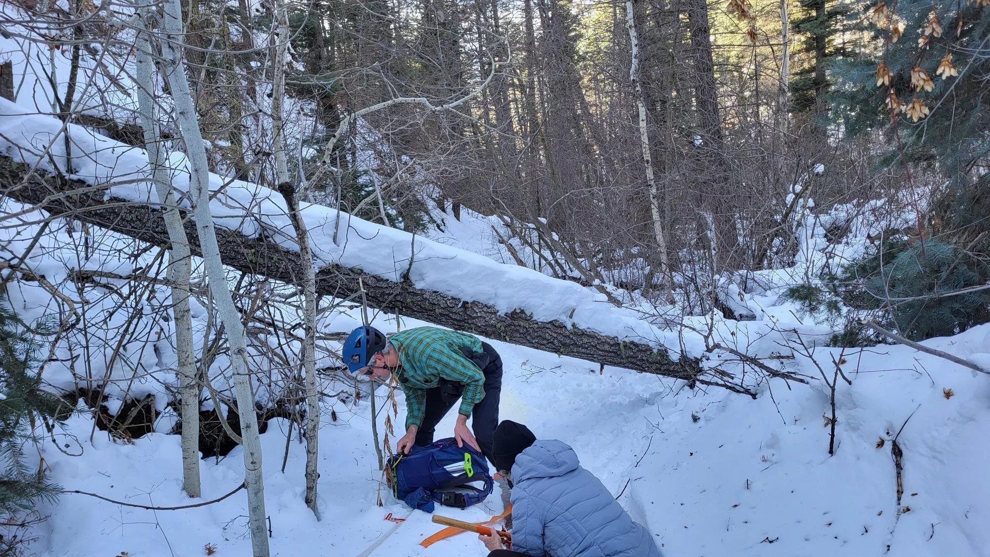 Winsor Trail downed tree # 1 before removal