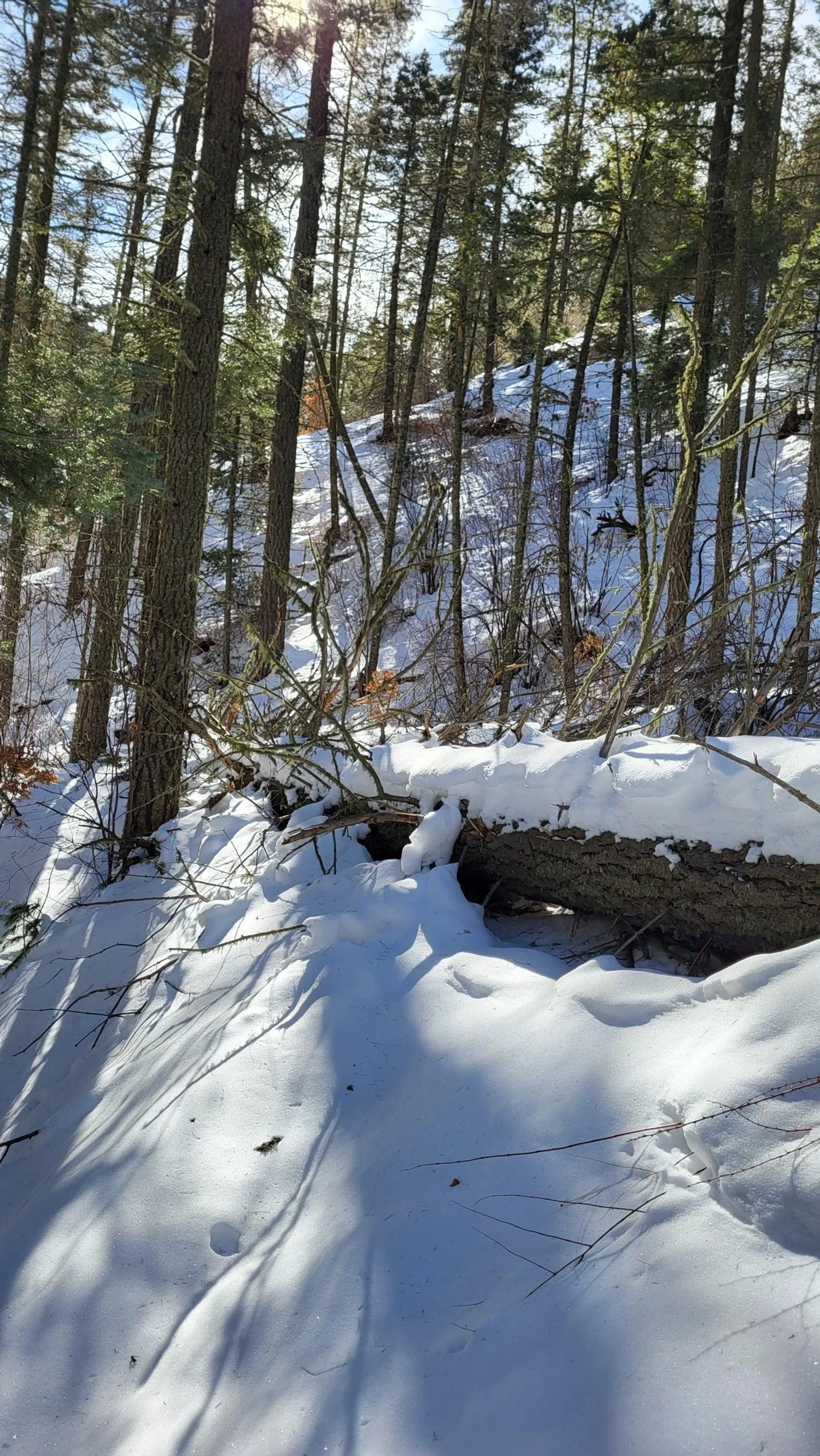 Large Tree Lengthwise on Chamisa Trail 