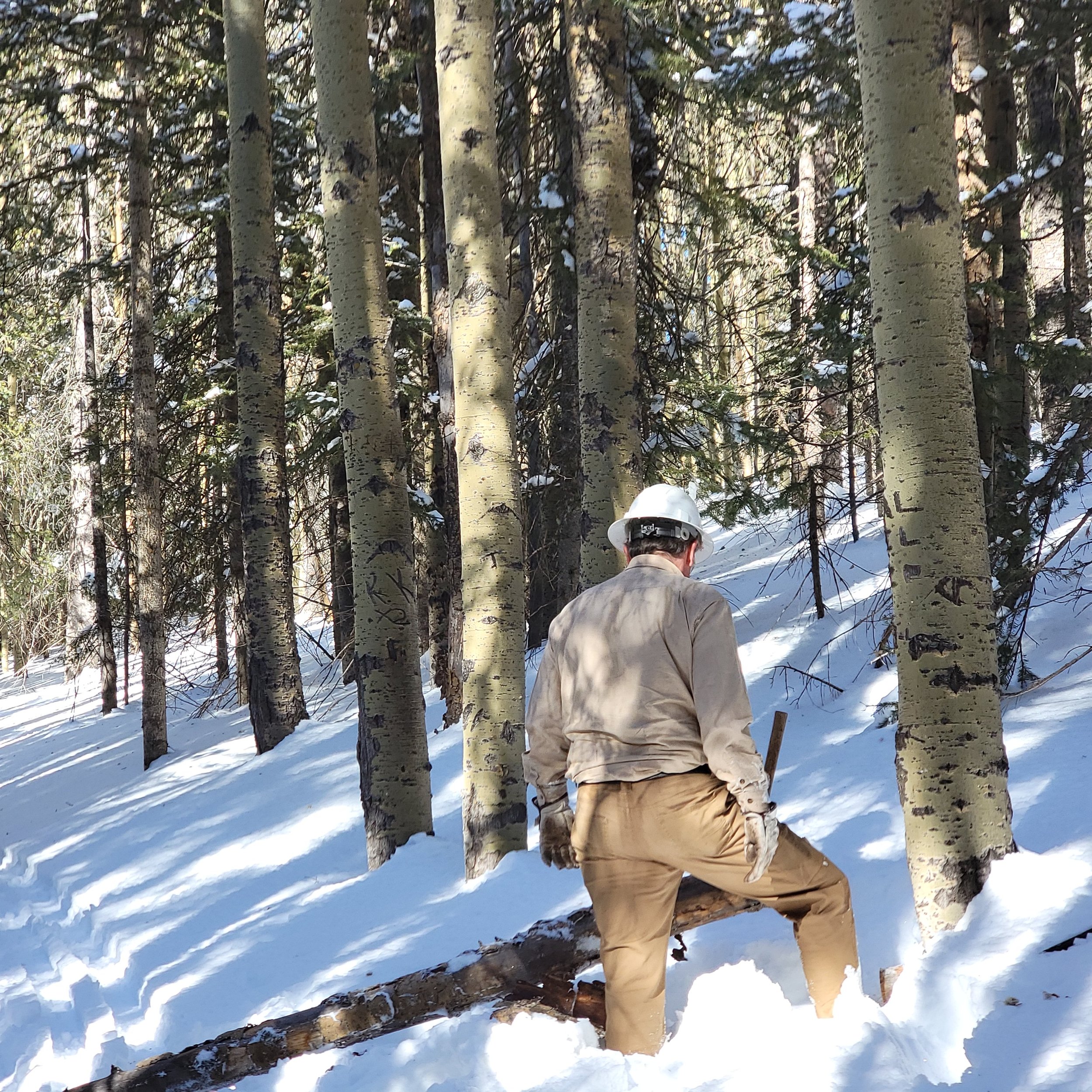 TERMITES volunteer preparing to saw a downed tree blocking the Winsor Trail