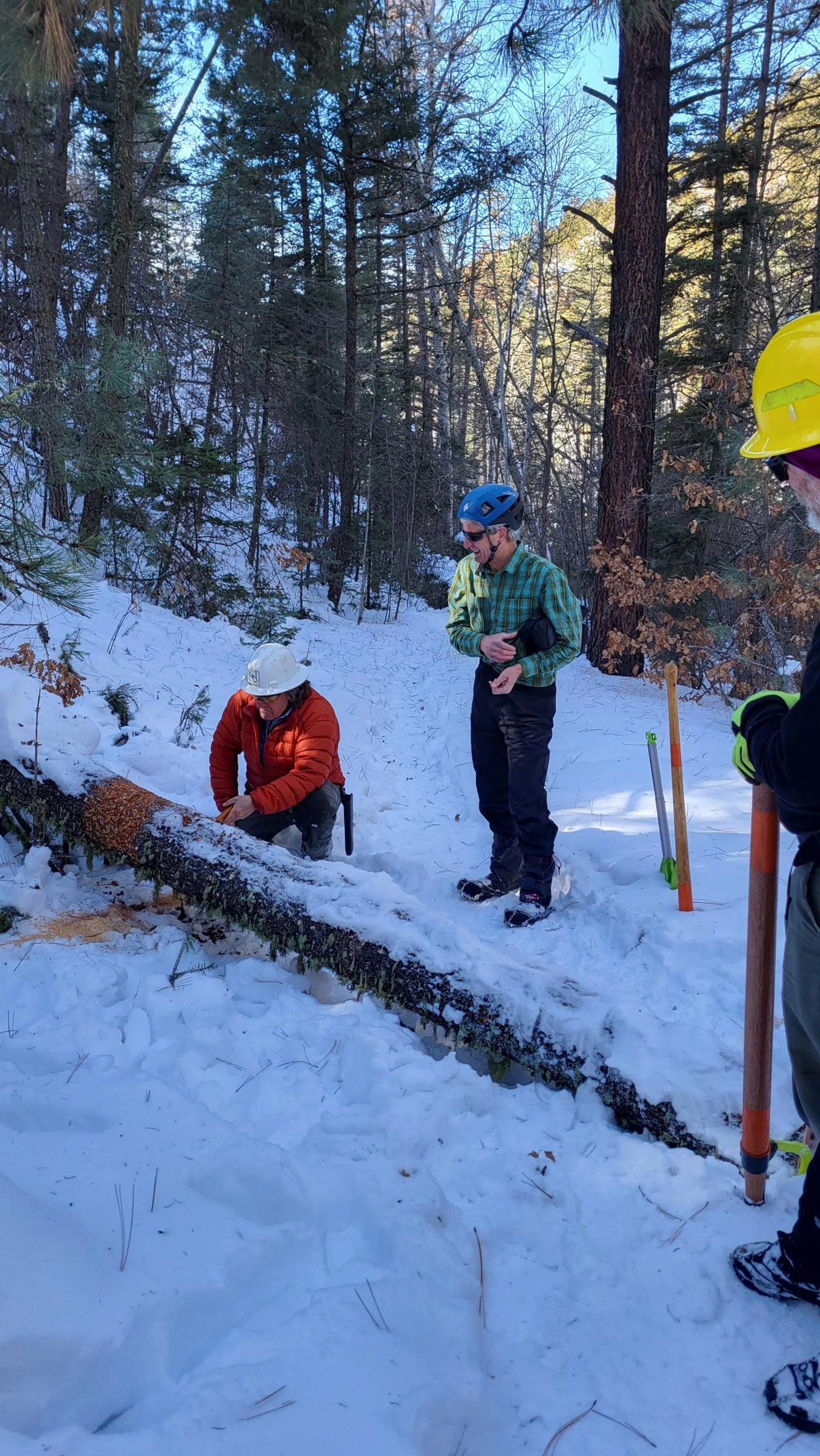 Winsor Trail tree # 2 before removal 