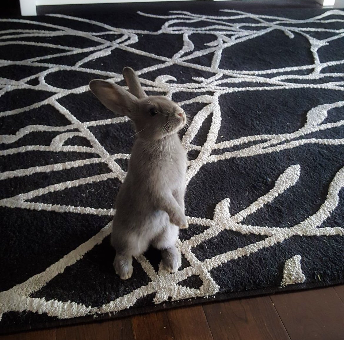 Always chinning