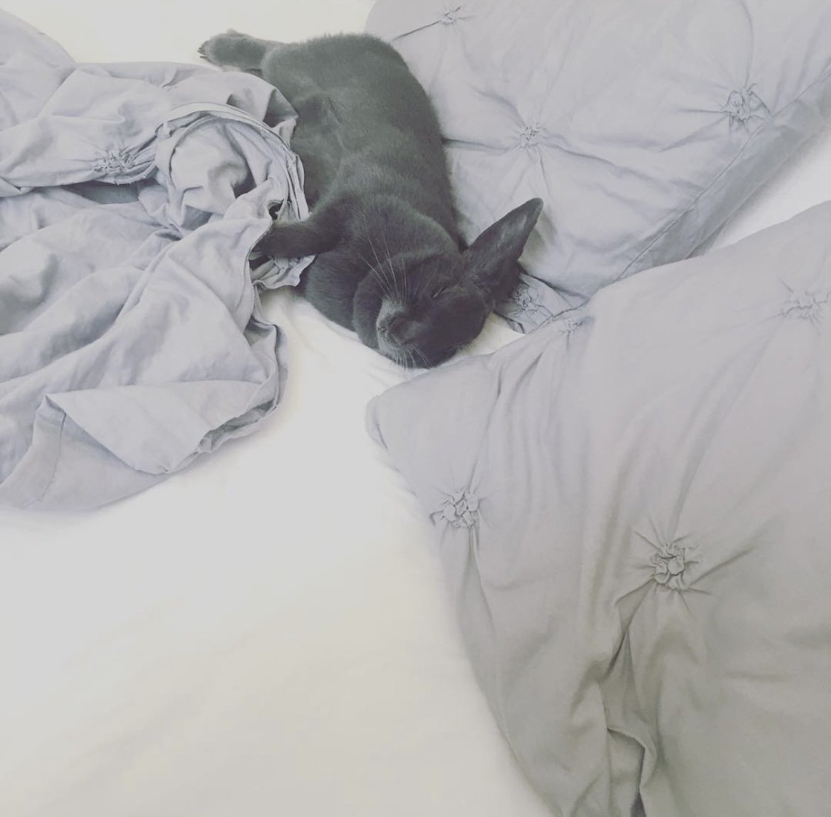 Sleepy buns