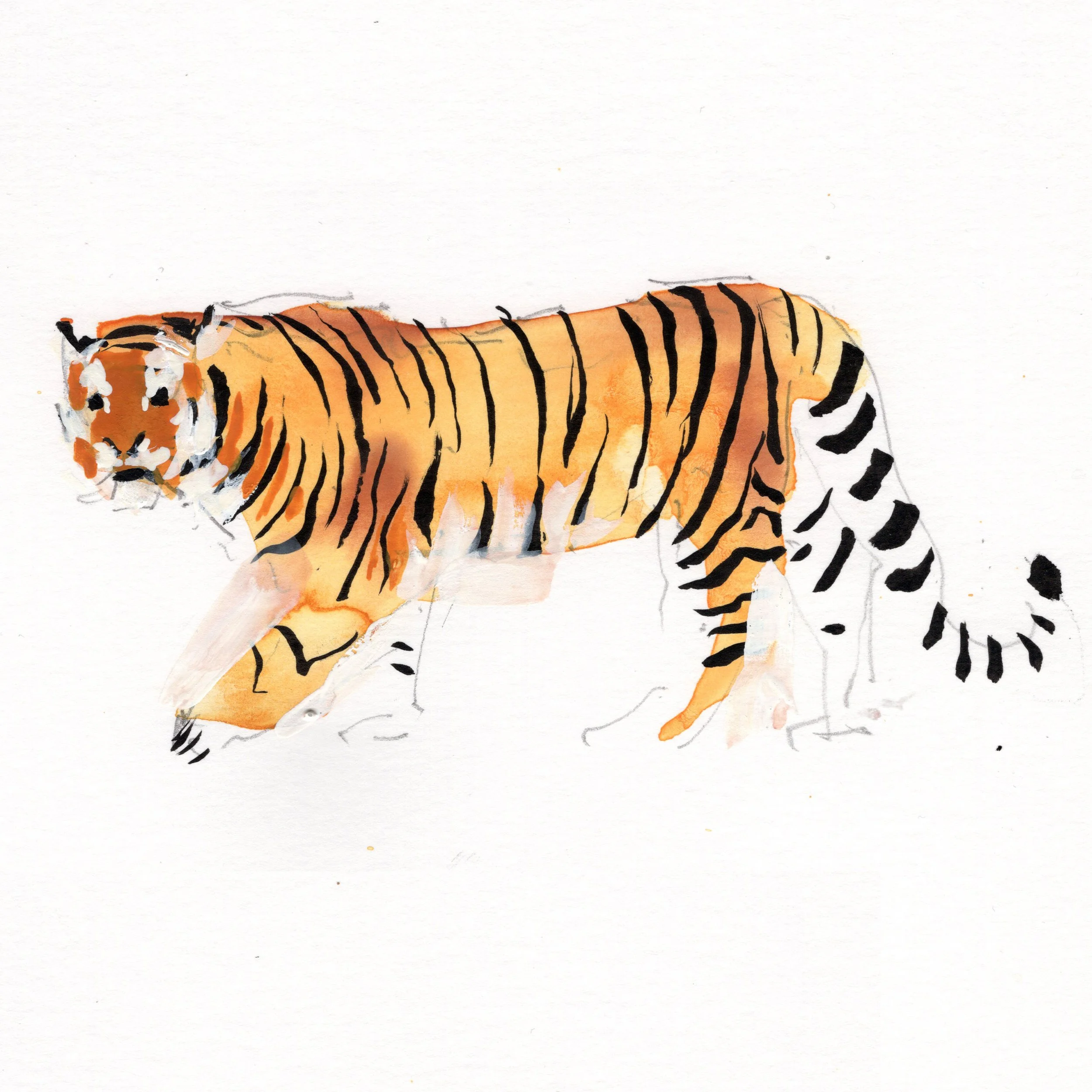 tiger.jpg