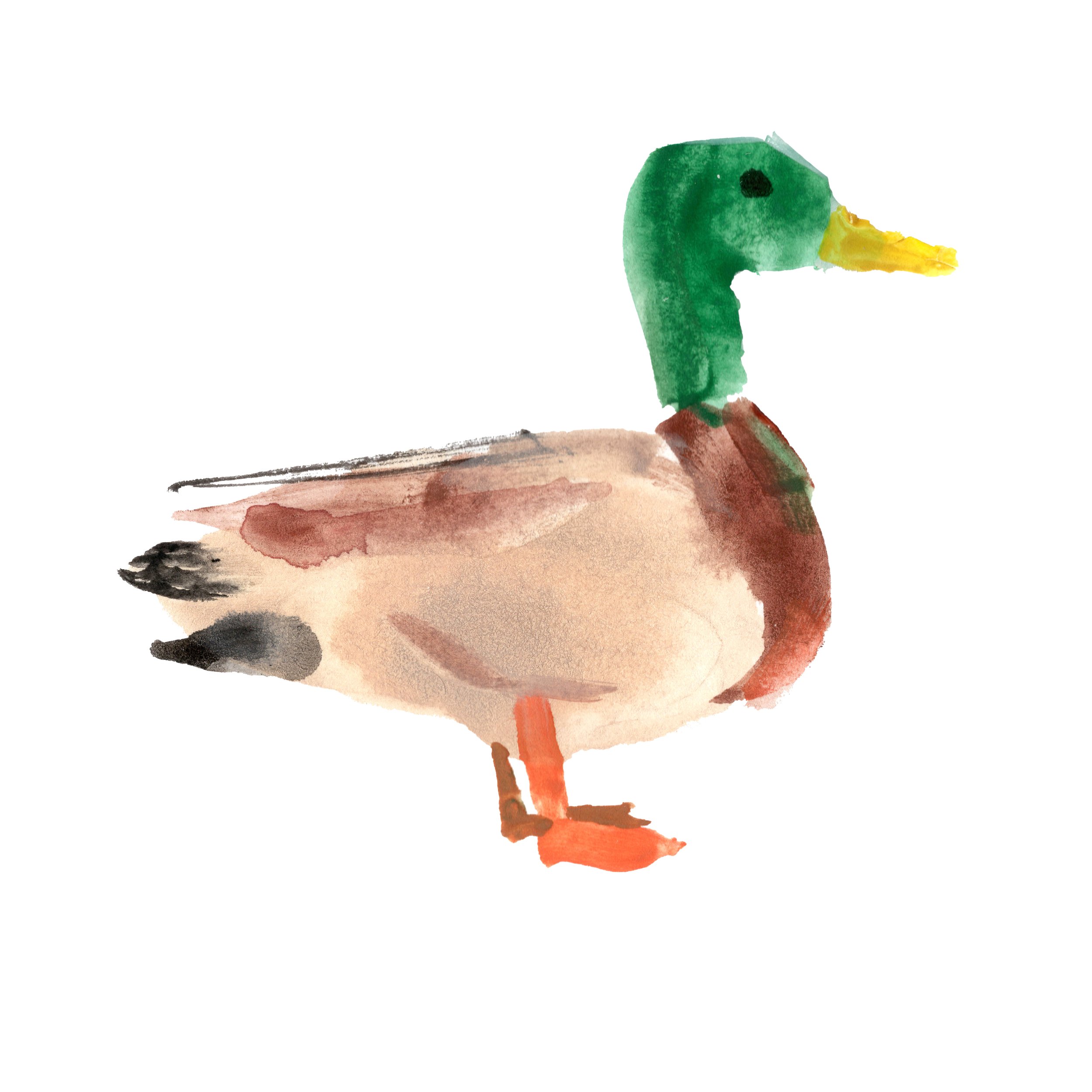 duck jpeg.jpg