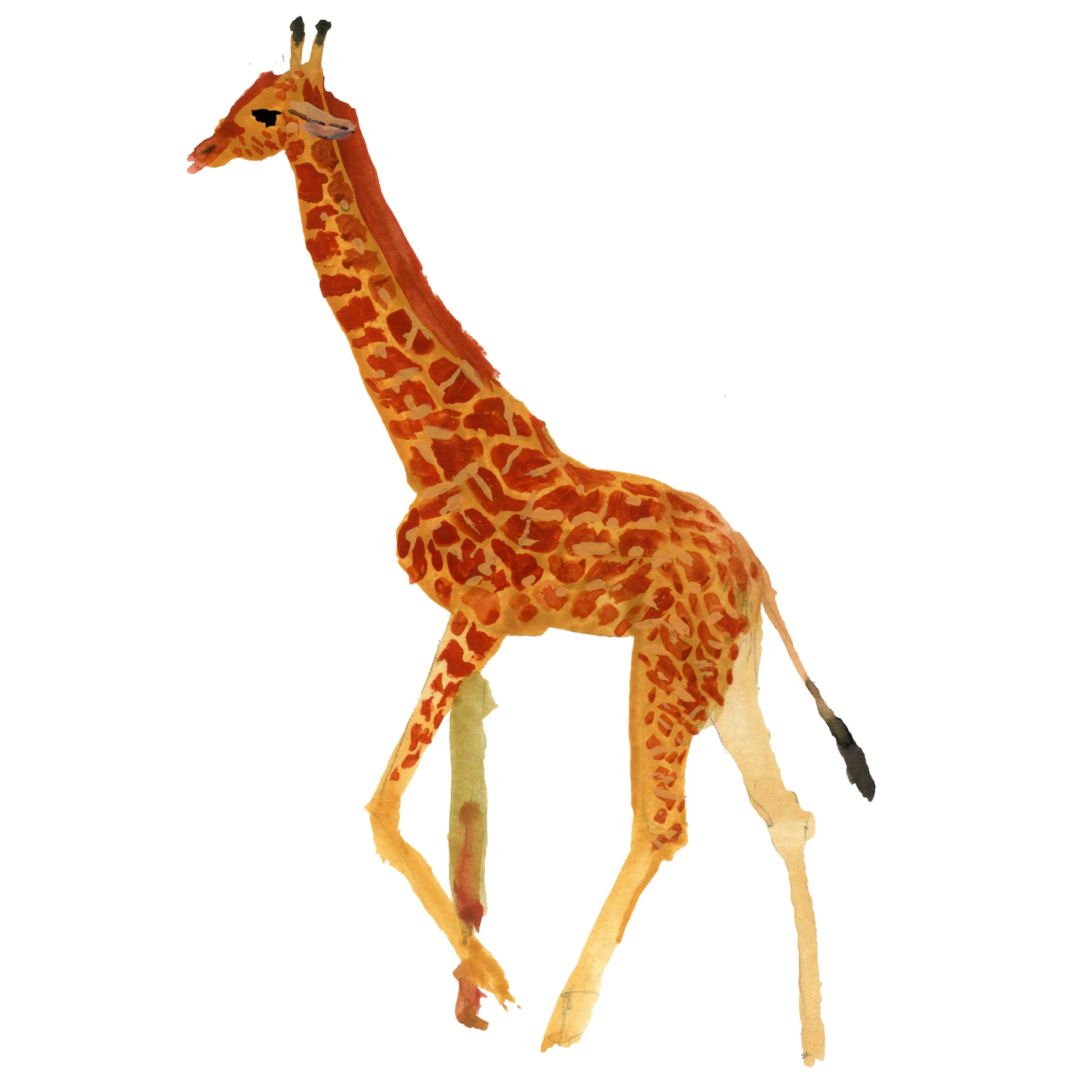 giraffe.jpg