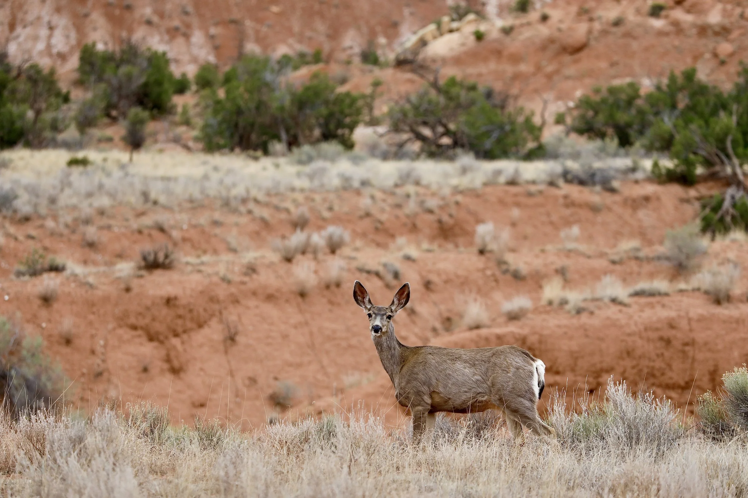 25Ghost Ranch Deer.JPG